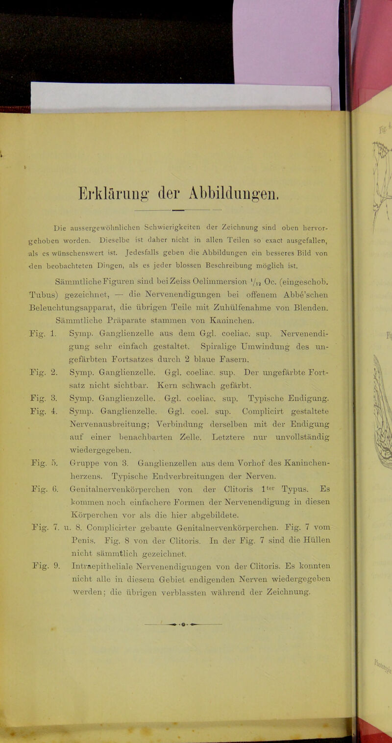 Erklfiruiig der Äbbildiuigeii. Die aussergevvöhnlichen Schwierigkeiten der Zeichnung sind oben hervor- gehoben worden. Dieselbe ist daher nicht in allen Teilen so exact ausgefallen, als es wünschenswert ist. Jedesfalls geben die Abbildungen ein besseres Bild von den beobachteten Dingen, als es jeder blossen Beschreibung möglich ist. Sämmtlidie Figuren sind beiZeiss Oelimmersion '/,2 Oc. (eingeschob. Tubus) gezeichnet, — die Nervenendigungen bei oifeuem Abbe’sdien Beleuchtungsapparat, die übrigen Teile mit Zubülfenalnne von Blenden. Säinmtliche Präparate stammen von Kaninchen. Fig. 1. Symp. Ganglienzelle aus dem Ggl. coeliac. sup. Nervenendi- gung sehr einfach gestaltet. Spiralige Umwindung des un- gefärbten Fortsatzes durch 2 blaue Fasern. Symp. Ganglienzelle. Ggl. coeliac. sup. Der ungefärbte Fort- satz nicht sichtbar. Kern schwach gefärbt. Sjunp. Ganglienzelle. . Ggl. coeliac. sup. Typische Endigung. Symp. Ganglienzelle. Ggl. coel. sup. Complicirt gestaltete Nervenausbreitung; Verbindung derselben mit der Endigung auf einer benachbarten Zelle. Letztere nur unvollständig wiedergegeben. Gruppe von 3. Ganglienzellen aus dem Vorhof des Kaninchen- herzens. T^'pische Endverhreitungen der Nerven. Genitalnervenkörperchen von der Clitoris Typus. Es Iconnnen noch einfachere Formen der Nervenendigung in diesen Körperchen vor als die hier abgehildete. Eig. 7. u. 8. Complicirter gebaute Genitalnervenkörperchen. Fig. 7 vom Penis. Fig. 8 von der Clitoris. In der Fig. 7 sind die Hüllen nicht sämmtlich gezeichnet. Intraepitheliale Nervenendigungen von der Clitoris. Es konnten nicht alle in diesem Gebiet endigenden Nerven wiedergegeben werden; die übrigen verblassten wälirend der Zeichnung. Fig. 2. Fig. 3. Fig. 4. Fig. 5. Fig. G. Fig. 9. \. t