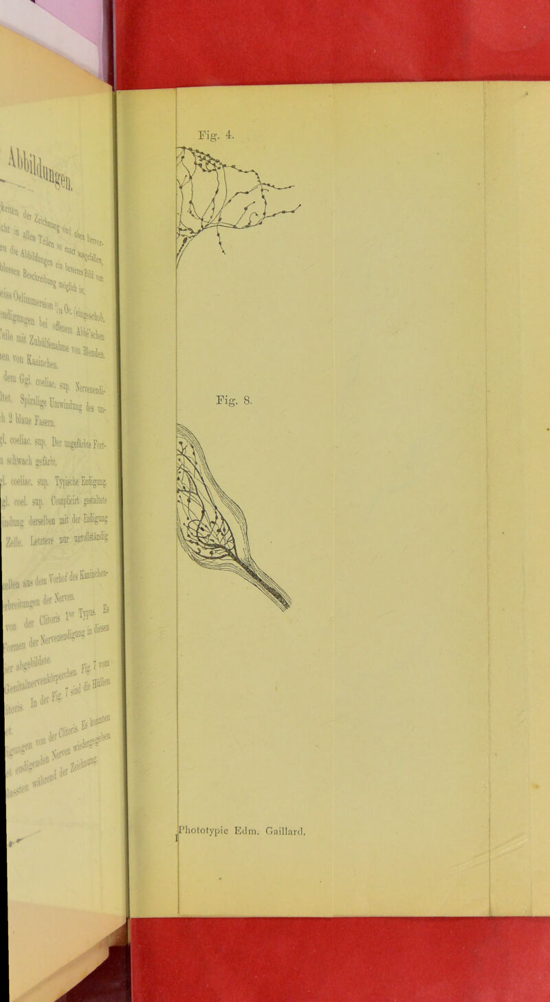 bl '!®iinb II Of, “''‘gUlij ’eil(‘ nii, V Selen “'«Wb, Spiralige Um«' ’ - blaue Fasen. ;l coeliae. sup. Der lugefatlic Fort- !i Si'hwarli getarbi, ;1. oieliar. sup, Tj'pkle Enjigung. 5i. i'oel. sup. Coinplicirt. gestakeie imluiu; ilerselben mit J« Zelle. Letztere nur UBTölkimlig «rlreiiuui^»'*''^^'^^^”' der Clitorii ier Nerve' , pw Tjfii-*. nnueii ir la Es diese» ler al'uebil^'^' rleiiital'“^’ •veuW .lele».