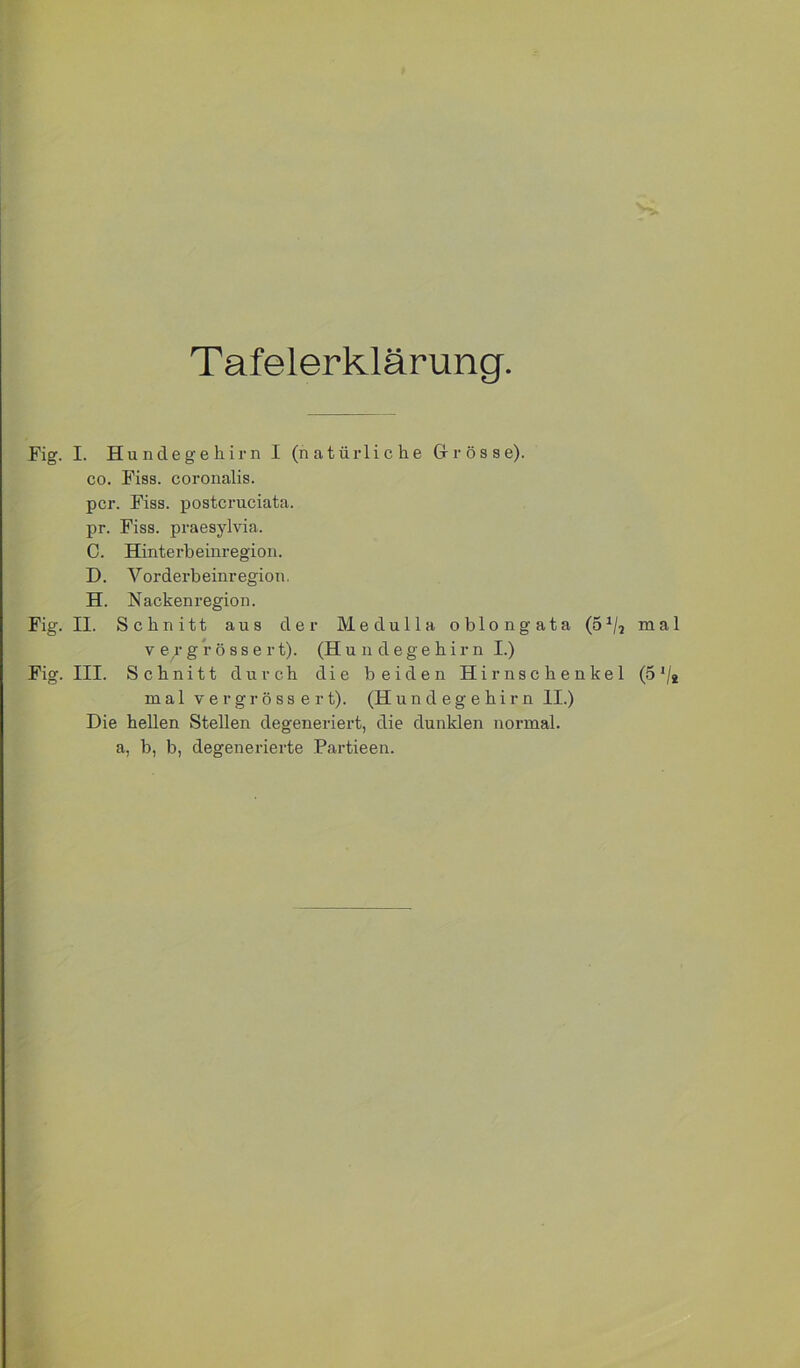 Tafelerklärung. Fig. I. Hundegehirn I (natürliche Gl rosse). CO. Fiss. coronalis. per. Fiss. postcruciata. pr. Fiss. praesylvia. C. Hinterbeinregion. D. Vorderbeinregion. H. Nacken regio n. Fig. II. Schnitt aus der Medulla oblongata (5^/j mal V e ,r g r ö s s e r t). (H u n d e g e h i r n I.) Fig. III. Schnitt durch die beiden Hirnschenkel (5^2 mal vergrössert). (Hundegehirn II.) Die hellen Stellen degeneriert, die dunklen normal, a, b, b, degenerierte Partieen.