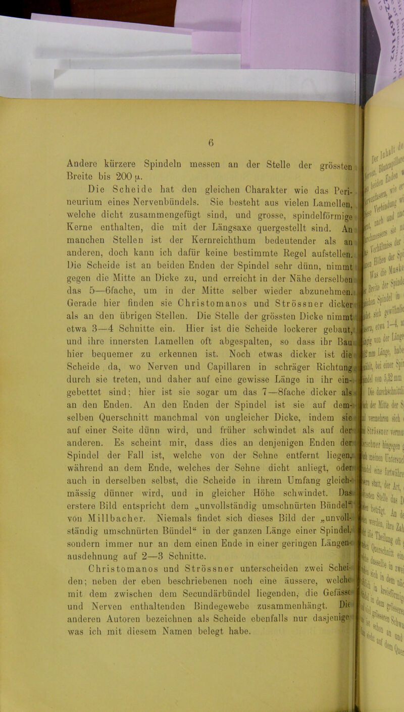 Andere kürzere Spindeln messen an der Stelle der grössten Breite bis 200 p.. Die Scheide hat den gleichen Charakter wie das Peri- neurium eines Nervenbündels. Sie besteht aus vielen Lamellen, welche dicht zusammengefügt sind, und grosse, spindelförmige Kerne enthalten, die mit der Längsaxe quergestellt sind. An manchen Stellen ist der Kernreichthum bedeutender als an anderen, doch kann ich dafür keine bestimmte Regel aufstellen. Die Scheide ist au beiden Enden der Spindel sehr dünn, nimmt gegen die Mitte an Dicke zu, und erreicht in der Nähe derselben das 5—ßfache, um in der Mitte selber wieder abzunehmen. Gerade hier finden sie Christomanos und Strössner dicker als an den übrigen Stellen. Die Stelle der grössten Dicke nimmt etwa 3—4 Schnitte ein. Hier ist die Scheide lockerer gebaut, und ihre innersten Lamellen oft abgespalten, so dass ihr Bau hier bequemer zu erkennen ist. Noch etwas dicker ist die Scheide da, wo Nerven und Capillaren in schräger Richtung durch sie treten, und daher auf eine gewisse Länge in ihr ein- gebettet sind; hier ist sie sogar um das 7—Sfache dicker als an den Enden. An den Enden der Spindel ist sie auf dem- selben Querschnitt manchmal von ungleicher Dicke, indem sie auf einer Seite dünn wird, und früher schwindet als auf der anderen. Es scheint mir, dass dies an denjenigen Enden der Spindel der Fall ist, welche von der Sehne entfernt liegen,: während an dem Ende, welches der Sehne dicht auliegt, oder auch in derselben selbst, die Scheide in ihrem Umfang gleich- mässig dünner wird, uud in gleicher Höhe schwindet. Das erstero Bild entspricht dem „unvollständig umschnürten Bündel“ rf Kt«*' ’ «>*! ll0 lern” C” clieMu^ i ßrPito der Spinde im*1 Breite Lfl Spindel i“ 1 Jet siet m, etff» 1-431 jjjjj von ler lA® Länge, habe h. Lei einer Spir Die darchschnittJi : Mitte der S| k yerinebn sich i i Strössner vermin vp § von Millbacher. Niemals findet sich dieses Bild der „unvoll- P“1 meinen Lntersucl eine fortwahre :rQ ^att, der Art., ltetfD Stelle las D An de ständig umschnürten Bündel“ in der ganzen Länge einer Spindel, sondern immer nur an dom einen Ende in einer geringen Längen- ausdehnung auf 2—3 Schnitte. Christomanos und Strössner unterscheiden zwei Schei- den; neben der eben beschriebenen noch eine äussere, welche mit dem zwischen dem Secundärbüudel liegenden, die Gefasst und Nerven enthaltenden Bindegewebe zusammenhängt. Die anderen Autoren bezeichnen als Scheide ebenfalls nur dasjenige was ich mit diesem Namen belegt habe. l ^ Tieft 'Ä: