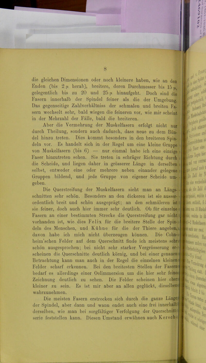 die gleichen Dimensionen oder noch kleinere haben, wie an den Enden (bis 2 p. herab), breitere, deren Durchmesser bis 15 ^ gelegentlich bis zu 20 und 25 p hinaufgeht. Doch sind die Fasern innerhalb der Spindel feiner als die der Umgebung. Das gegenseitige Zahlverhältniss der schmalen und breiten Fa- sern wechselt sehr, bald wiegen die feineren vor, wie mir scheint in der Mehrzahl der Fälle, bald die breiteren. Aber die Vermehrung der Muskelfasern erfolgt nicht nur durch Theilung, sondern auch dadurch, dass neue zu dem Bün- del hinzu treten. Dies kommt besonders in den breiteren Spin- deln vor. Es handelt sich in der Regel um eine kleine Gruppe von Muskelfasern (bis 6) — nur eiumal habe ich eine einzige Faser hinzutreten sehen. Sie treten in schräger Richtung durch die Scheide, und liegen daher in grösserer Länge in derselben selbst, entweder eine oder mehrere neben einander gelegene Gruppen bildend, und jede Gruppe von eigener Scheide um- geben. Die Querstreifung der Muskelfasern sieht mau an Längs- schnitten sehr schön. Besonders an den dickereu ist sie ausser- ordentlich breit und schön ausgeprägt; an den schmäleren ist sie feiner, doch auch hier immer sehr deutlich. Ob für einzelne Fasern an einer bestimmten Strecke die Querstreifung gar nicht vorhanden ist, wie dies Felix für die breitere Stelle der Spin- deln des Menschen, und Kühne für die der Thiere angeben, davon habe ich mich nicht überzeugen können. Die Cohn- heim’schen Felder auf dem Querschnitt finde ich meistens sehr schön ausgesprochen; bei nicht sehr starker Vergrösserung er- scheinen die Querschnitte deutlich körnig, und bei einer genauen Betrachtung kann man auch in der Regel die einzelnen kleinen Felder scharf erkennen. Bei den breitesten Stellen der Fasern bedarf es allerdings einer Oelimmersion um die hier sehr feine Zeichnung deutlich zu sehen. Die Felder scheinen hier eher kleiner zu sein. Es ist mir aber an allen geglückt, dieselben wahrzunehmen. Die meisten Fasern erstrecken sich durch die ganze Länge der Spindel, aber dann und wanu endet auch eine frei innerhalb derselben, wie man bei sorgfältiger Verfolgung der Querschnitt- serio feststellen kann. Diesen Umstand erwähnen auch Kersch-