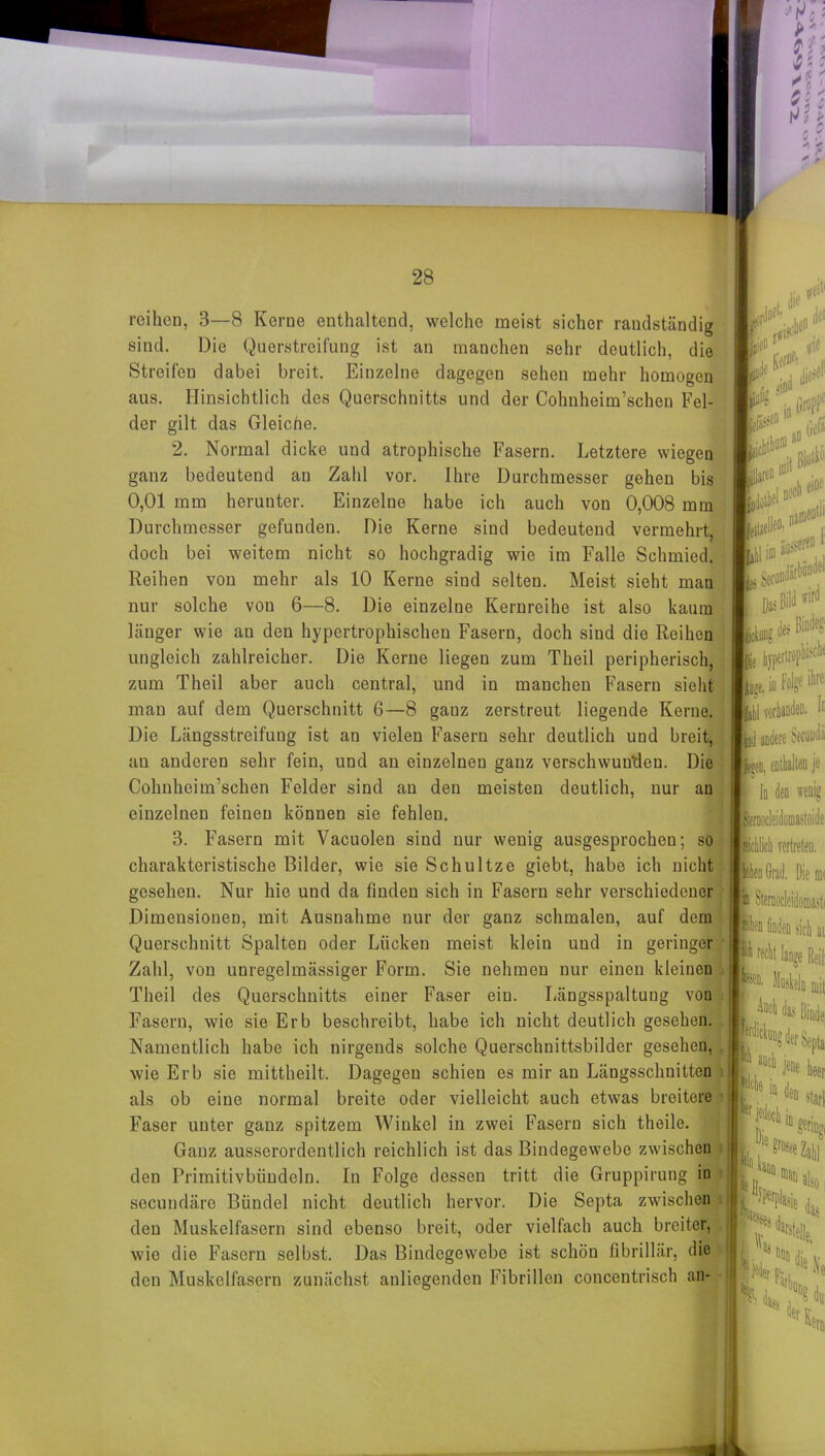 reihen, 3—8 Kerne enthaltend, welche meist sicher raudständig sind. Die Querstreifung ist an manchen sehr deutlich, die Streifen dabei breit. Einzelne dagegen sehen mehr homogen aus. Hinsichtlich des Querschnitts und der Cohnheim’schen Fel- der gilt das Gleiche. 2. Normal dicke und atrophische Fasern. Letztere wiegen ganz bedeutend an Zahl vor. Ihre Durchmesser gehen bis 0,01 mm herunter. Einzelne habe ich auch von 0,008 mm Durchmesser gefunden. Die Kerne sind bedeutend vermehrt, doch bei weitem nicht so hochgradig wie im Falle Schmied. Reihen von mehr als 10 Kerne sind selten. Meist sieht man nur solche von 6—8. Die einzelne Kernreihe ist also kaum länger wie an den hypertrophischen Fasern, doch sind die Reihen ungleich zahlreicher. Die Kerne liegen zum Theil peripherisch, zum Theil aber auch central, und in manchen Fasern sicht man auf dem Querschnitt 6—8 gauz zerstreut liegende Kerne. Die Längsstreifung ist an vielen Fasern sehr deutlich und breit, au anderen sehr fein, und an einzelnen ganz verschwunden. Die Cohnheim’schen Felder sind an den meisten deutlich, nur an einzelnen feinen können sie fehlen. 3. Fasern mit Vacuolen sind nur wenig ausgesprochen; so charakteristische Bilder, wie sie Schultze giebt, habe ich nicht gesehen. Nur hie und da finden sich in Fasern sehr verschiedener Dimensionen, mit Ausnahme nur der ganz schmalen, auf dem Querschnitt Spalten oder Lücken meist klein und in geringer Zahl, von unregelmässiger Form. Sie nehmen nur einen kleinen Theil des Querschnitts einer Faser ein. Längsspaltung von Fasern, wie sie Erb beschreibt, habe ich nicht deutlich gesehen. Namentlich habe ich nirgends solche Querschnittsbilder gesehen, wie Erb sie mittheilt. Dagegen schien es mir an Längsschnitten als ob eine normal breite oder vielleicht auch etwas breitere Faser unter ganz spitzem Winkel in zwei Fasern sich theile. Ganz ausserordentlich reichlich ist das Bindegewebe zwischen den Primitivbündeln. In Folge dessen tritt die Gruppirung in secundäre Bündel nicht deutlich hervor. Die Septa zwischen den Muskelfasern sind ebenso breit, oder vielfach auch breiter, wie die Fasern selbst. Das Bindegewebe ist schön fibrillär, die den Muskelfasern zunächst anliegenden Fibrillen conccntrisch an-