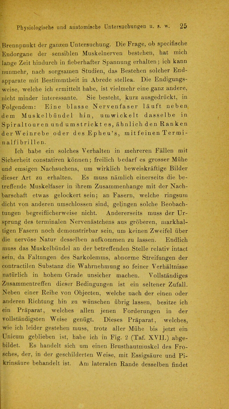 Brennpunkt der ganzen Untersuchung. Die Frage, ob specifische Endorgane der sensiblen Muskelnerven bestehen, hat mich lange Zeit hindurch in fieberhafter Spannung erhalten ; ich kann nunmehr, nach sorgsamen Studien, das Bestehen solcher End- apparate mit Bestimmtheit in Abrede stellea. Die Endigungs- weise, welche ich ermittelt habe, ist vielmehr eine ganz andere, nicht minder interessante. Sie besteht, kurz ausgedriickt, in Folgendem: Eine blasse Nervenfaser läuft neben dem M u skelb finde 1 hin, umwickelt dasselbe in Spiraltouren und umstrickt es, ähnlich den Ranken der Weinrebe oder des Epheu’s, mit feinen Termi- n alfi bri llen. Ich habe ein solches Verhalten in mehreren Fällen mit Sicherheit constatiren können; freilich bedarf es grosser Mühe und emsigen Nachsuchens, um wirklich beweiskräftige Bilder dieser Art zu erhalten. Es muss nämlich einerseits die be- treffende Muskelfaser in ihrem Zusammenhänge mit der Nach- barschaft etwas gelockert sein; an Fasern, welche ringsum dicht von anderen umschlossen sind, gelingen solche Beobach- tungen begreiflicherweise nicht. Andererseits muss der Ur- sprung des terminalen Nervenästchens aus gröberen, markhal- tigen Fasern noch demonstrirbar sein, um keinen Zweifel über die nervöse Natur desselben aufkommen zu lassen. Endlich muss das Muskelbündel an der betreffenden Stelle relativ intact sein, da Faltungen des Sarkolemms, abnorme Streifungen der contractilen Substanz die Wahrnehmung so feiner Verhältnisse natürlich in hohem Grade unsicher machen. Vollständiges Zusammentreffen dieser Bedingungen ist ein seltener Zufall. Neben einer Reihe von Objecten, welche nach der einen oder anderen Richtung hin zu wünschen übrig lassen, besitze ich ein Präparat, welches allen jenen Forderungen in der vollständigsten Weise genügt. Dieses Präparat, welches, wie ich leider gestehen muss, trotz aller Mühe bis jetzt ein Unicum geblieben ist, habe ich in Fig. 2 (Taf. XVII.) abge- bildet. Es handelt sich um einen Brusthautmuskel des Fro- sches, der, in der geschilderten Weise, mit Essigsäure und Pi- krinsäure behandelt ist. Am lateralen Rande desselben findet