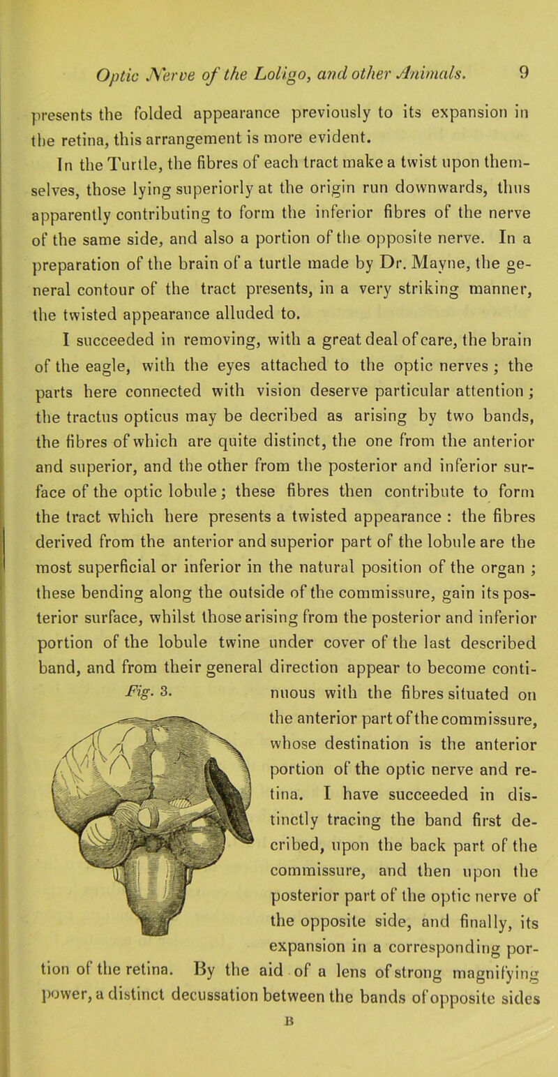 presents the folded appearance previously to its expansion in the retina, this arrangement is more evident. In the Turtle, the fibres of each tract make a twist upon them- selves, those lying superiorly at the origin run downwards, thus apparently contributing to form the inferior fibres of the nerve of the same side, and also a portion of the opposite nerve. In a preparation of the brain of a turtle made by Dr. Mayne, the ge- neral contour of the tract presents, in a very striking manner, the twisted appearance alluded to. I succeeded in removing, with a great deal of care, the brain of the eagle, with the eyes attached to the optic nerves ; the parts here connected with vision deserve particular attention; the tractus opticus may be decribed as arising by two bands, the fibres of which are quite distinct, the one from the anterior and superior, and the other from the posterior and inferior sur- face of the optic lobule; these fibres then contribute to form the tract which here presents a twisted appearance : the fibres derived from the anterior and superior part of the lobule are the most superficial or inferior in the natural position of the organ ; these bending along the outside of the commissure, gain its pos- terior surface, whilst those arising from the posterior and inferior portion of the lobule twine under cover of the last described band, and from their general direction appear to become conti- J^ig- 3. nuous with the fibres situated on the anterior part of the commissure, whose destination is the anterior portion of the optic nerve and re- tina. I have succeeded in dis- tinctly tracing the band first de- cribed, upon the back part of the commissure, and then upon the posterior part of the optic nerve of the opposite side, and finally, its expansion in a corresponding por- tion of the retina. I3y the aid of a lens of strong magnifying })ower, a distinct decussation between the bands ofopposite sides B