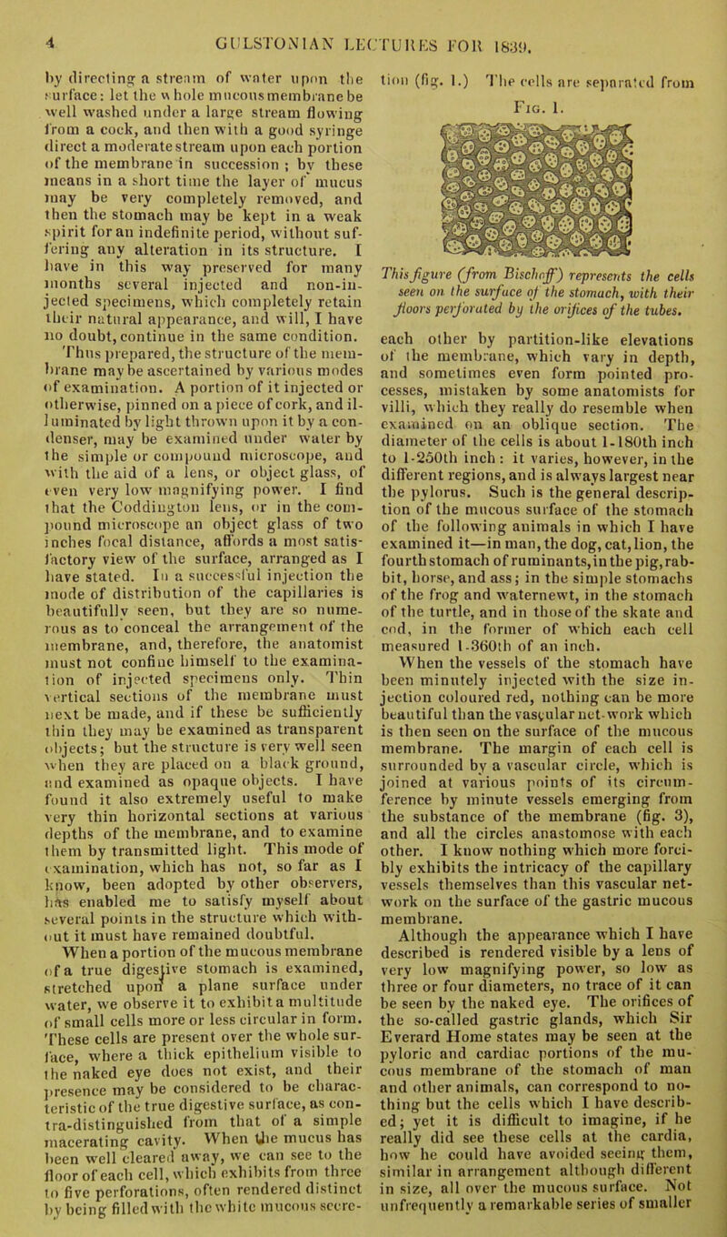 •i GULSTON IAN LECTURES FOR 183<). by directing a stream of water upon the surface: let the whole mucous membrane be well washed under a large stream flowing from a cock, and then with a good syringe direct a moderate stream upon each portion of the membrane in succession; by these means in a short time the layer of’ mucus may be very completely removed, and then the stomach may be kept in a weak •spirit for an indefinite period, without suf- fering any alteration in its structure. I have in this way preserved for many months several injected and non-in- jected specimens, which completely retain their natural appearance, and will, I have no doubt, continue in the same condition. Thus prepared, the structure of the mem- brane may be ascertained by various modes of examination. A portion of it injected or otherwise, pinned on a piece of cork, and il- 1 uminated by light thrown upon it by a con- denser, may be examined under water by the simple or compound microscope, and with the aid of a lens, or object glass, of even very low magnifying power. I find lhat the Coddiugton lens, or in the com- pound microscope an object glass of two inches focal distance, affords a most satis- factory view of the surface, arranged as I have stated. In a successful injection the mode of distribution of the capillaries is beautiful]v seen, but they are so nume- rous as to conceal the arrangement of the membrane, and, therefore, the anatomist must not confine himself to the examina- tion of injected specimens only. Thin vertical sections of the membrane must next be made, and if these be sufficiently thin they may be examined as transparent objects; but the structure is very well seen when they are placed on a black ground, and examined as opaque objects. I have found it also extremely useful to make very thin horizontal sections at various depths of the membrane, and to examine them by transmitted light. This mode of examination, which has not, so far as I know, been adopted by other observers, has enabled me to satisfy myself about several points in the structure which with- out it must have remained doubtful. When a portion of the mucous membrane of a true digestive stomach is examined, stretched upori a plane surface under water, we observe it to exhibit a multitude of small cells more or less circular in form. These cells are present over the whole sur- face, where a thick epithelium visible to 1 he naked eye does not exist, and their presence may be considered to be charac- teristic of the true digestive surface, as con- tra-distinguished from that of a simple macerating cavity. When tjre mucus has been well cleared away, we can see to the floor of each cell, which exhibits from three to five perforations, often rendered distinct by being filled with the white mucous secre- tion (fig. I.) The cells are separated from Fig. 1. This figure (from Bischoff) represents the cells seen on the surfuce of the stomach, with their foors perforated by the orijices of the tubes. each other by partition-like elevations of the membrane, which vary in depth, and sometimes even form pointed pro- cesses, mistaken by some anatomists for villi, which they really do resemble when examined on an oblique section. The diameter of the cells is about 1-180th inch to 1-250th inch : it varies, however, in the different regions, and is always largest near the pylorus. Such is the general descrip- tion of the mucous surface of the stomach of the following animals in which I have examined it—in man, the dog, cat,lion, the fourthstomach of ruminants,in the pig, rab- bit, horse, and ass; in the simple stomachs of the frog and waternewt, in the stomach of the turtle, and in those of the skate and cod, in the former of which each cell measured l-360th of an inch. When the vessels of the stomach have been minutely injected with the size in- jection coloured red, nothing can be more beautiful than the vascular net-work which is then seen on the surface of the mucous membrane. The margin of each cell is surrounded by a vascular circle, which is joined at various points of its circum- ference by minute vessels emerging from the substance of the membrane (fig. 3), and all the circles anastomose with each other. I kuow nothing which more forci- bly exhibits the intricacy of the capillary vessels themselves than this vascular net- work on the surface of the gastric mucous membrane. Although the appearance which I have described is rendered visible by a lens of very low magnifying power, so low as three or four diameters, no trace of it can be seen by the naked eye. The orifices of the so-called gastric glands, which Sir Everard Home states may be seen at the pyloric and cardiac portions of the mu- cous membrane of the stomach of man and other animals, can correspond to no- thing but the cells which I have describ- ed; yet it is difficult to imagine, if he really did see these cells at the cardia, how he could have avoided seeing them, similar in arrangement although different in size, all over the mucous surface. Not unfrequently a remarkable series of smaller