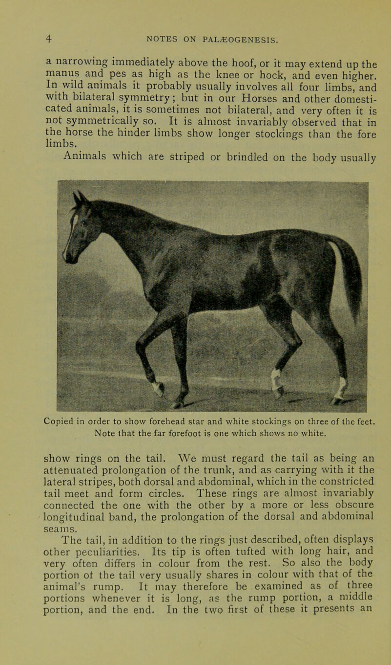 a narrowing immediately above the hoof, or it may extend up the manus and pes as high as the knee or hock, and even higher. In wild animals it probably usually involves all four limbs, and with bilateral symmetry; but in our Horses and other domesti- cated animals, it is sometimes not bilateral, and very often it is not symmetrically so. It is almost invariably observed that in the horse the hinder limbs show longer stockings than the fore limbs. Animals which are striped or brindled on the body usually Copied in order to show forehead star and white stockings on three of the feet. Note that the far forefoot is one which shows no white. show rings on the tail. We must regard the tail as being an attenuated prolongation of the trunk, and as carrying with it the lateral stripes, both dorsal and abdominal, which in the constricted tail meet and form circles. These rings are almost invariably connected the one with the other by a more or less obscure longitudinal band, the prolongation of the dorsal and abdominal seams. The tail, in addition to the rings just described, often displays other peculiarities. Its tip is often tufted with long hair, and very often differs in colour from the rest. So also the body portion ot the tail very usually shares in colour with that of the animal’s rump. It may therefore be examined as of three portions whenever it is long, as the rump portion, a middle portion, and the end. In the two first of these it presents an