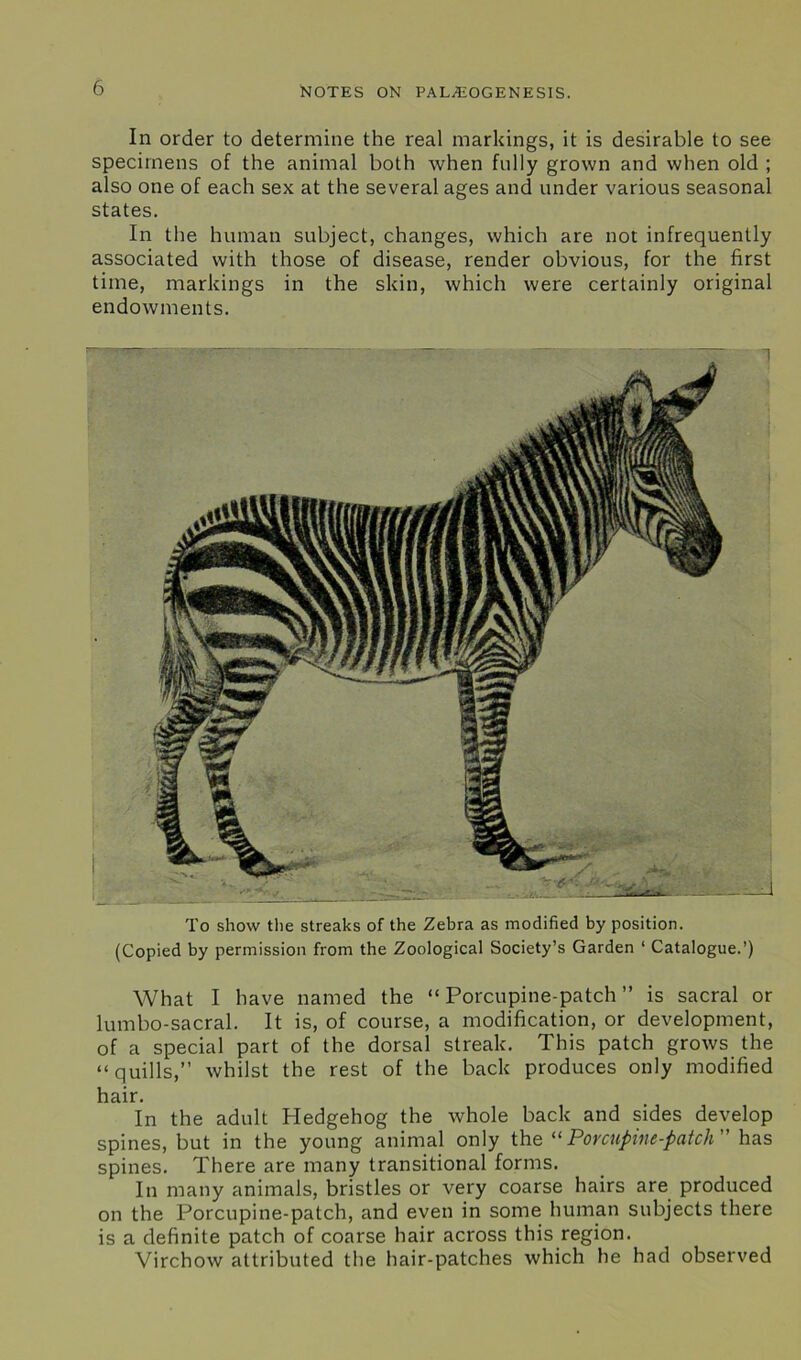 In order to determine the real markings, it is desirable to see specimens of the animal both when fully grown and when old ; also one of each sex at the several ages and under various seasonal states. In the human subject, changes, which are not infrequently associated with those of disease, render obvious, for the first time, markings in the skin, which were certainly original endowments. To show the streaks of the Zebra as modified by position. (Copied by permission from the Zoological Society’s Garden ‘ Catalogue.’) What I have named the “ Porcupine-patch ” is sacral or lumbo-sacral. It is, of course, a modification, or development, of a special part of the dorsal streak. This patch grows the “quills,” whilst the rest of the back produces only modified hair. In the adult Hedgehog the whole back and sides develop spines, but in the young animal only the 11 Porcupine-patch has spines. There are many transitional forms. In many animals, bristles or very coarse hairs are produced on the Porcupine-patch, and even in some human subjects there is a definite patch of coarse hair across this region. Virchow attributed the hair-patches which he had observed