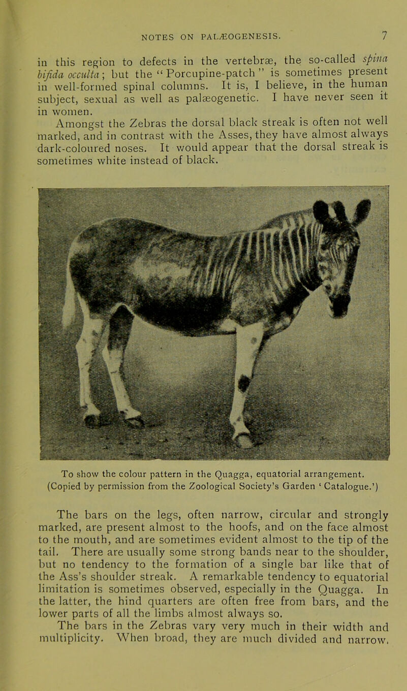 in this region to defects in the vertebrae, the so-called spina bifida occulta; but the “ Porcupine-patch ” is sometimes present in well-formed spinal columns. It is, I believe, in the human subject, sexual as well as palaeogenetic. I have never seen it in women. Amongst the Zebras the dorsal black streak is often not well marked, and in contrast with the Asses, they have almost always dark-coloured noses. It would appear that the dorsal streak is sometimes white instead of black. To show the colour pattern in the Quagga, equatorial arrangement. (Copied by permission from the Zoological Society’s Garden 1 Catalogue.’) The bars on the legs, often narrow, circular and strongly marked, are present almost to the hoofs, and on the face almost to the mouth, and are sometimes evident almost to the tip of the tail. There are usually some strong bands near to the shoulder, but no tendency to the formation of a single bar like that of the Ass’s shoulder streak. A remarkable tendency to equatorial limitation is sometimes observed, especially in the Quagga. In the latter, the hind quarters are often free from bars, and the lower parts of all the limbs almost always so. The bars in the Zebras vary very much in their width and multiplicity. When broad, they are much divided and narrow.