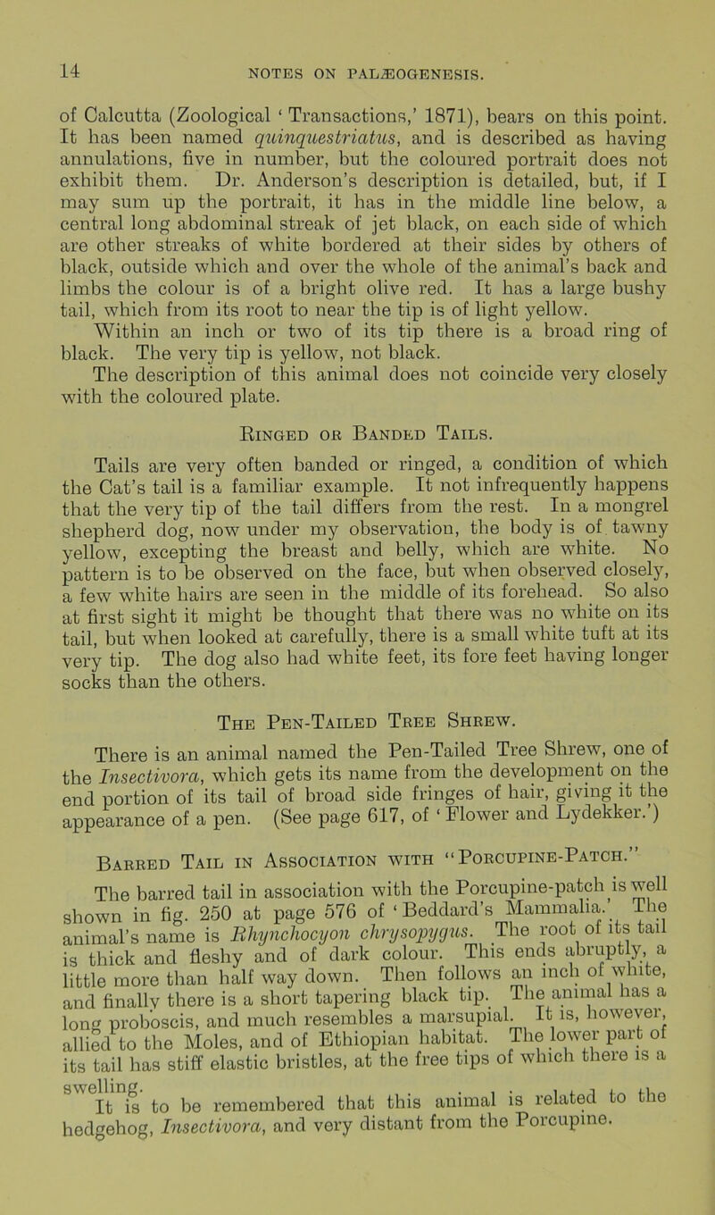 of Calcutta (Zoological ‘ Transactions,’ 1871), bears on this point. It has been named quinquestriatus, and is described as having annulations, five in number, but the coloured portrait does not exhibit them. Dr. Anderson’s description is detailed, but, if I may sum up the portrait, it has in the middle line below, a central long abdominal streak of jet black, on each side of which are other streaks of white bordered at their sides by others of black, outside which and over the whole of the animal’s back and limbs the colour is of a bright olive red. It has a large bushy tail, which from its root to near the tip is of light yellow. Within an inch or two of its tip there is a broad ring of black. The very tip is yellow, not black. The description of this animal does not coincide very closely with the coloured plate. Ringed or Banded Tails. Tails are very often banded or ringed, a condition of which the Cat’s tail is a familiar example. It not infrequently happens that the very tip of the tail differs from the rest. In a mongrel shepherd dog, now under my observation, the body is of tawny yellow, excepting the breast and belly, which are white. No pattern is to be observed on the face, but when observed closely, a few white hairs are seen in the middle of its forehead. So also at first sight it might he thought that there was no white on its tail, but when looked at carefully, there is a small white tuft at its very tip. The dog also had white feet, its fore feet having longer socks than the others. The Pen-Tailed Tree Shrew. There is an animal named the Pen-Tailed Tree Shrew, one of the Insectivora, which gets its name from the development on the end portion of its tail of broad side fringes of hair, giving it the appearance of a pen. (See page 617, of ‘ Flower and Lydekker. ) Barred Tail in Association with “Porcupine-Patch.” The barred tail in association with the Porcupine-patch is well shown in fig. 250 at page 576 of ‘ Beddard’s Mammalia. The animal’s name is Bhynchocyon chrysopygus. The root ol its tail is thick and fleshy and of dark colour. This ends abruptly a little more than half way down. Then follows an inch of white, and finally there is a short tapering black tip. The animal has a lone proboscis, and much resembles a marsupial. It is, however allied to the Moles, and of Ethiopian habitat. The lower part of its tail has stiff elastic bristles, at the free tips of which there is a SS<3It is to be remembered that this animal is related to the hedgehog, Insectivora, and very distant from the Porcupine.