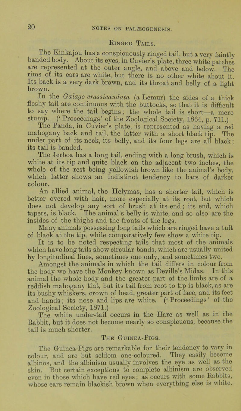 Ringed Tails. The Kinkajou has a conspicuously ringed tail, but a very faintly banded body. About its eyes, in Cuvier’s plate, three white patches are represented at the outer angle, and above and below. The rims of its ears are white, but there is no other white about it. Its back is a very dark brown, and its throat and belly of a light brown. In the Galago crassicaudata (a Lemur) the sides of a thick fleshy tail are continuous with the buttocks, so that it is difficult to say where the tail begins; the whole tail is short—a mere stump. (‘ Proceedings’ of the Zoological Society, 1864, p. 711.) The Panda, in Cuvier’s plate, is represented as having a red mahogany back and tail, the latter with a short black tip. The under part of its neck, its belly, and its four legs are all black; its tail is banded. The Jerboa has a long tail, ending with a long brush, which is white at its tip and quite black on the adjacent two inches, the whole of the rest being yellowish brown like the animal’s body, which latter shows an indistinct tendency to bars of darker colour. An allied animal, the Helymas, has a shorter tail, which is better overed with hair, more especially at its root, but which does not develop any sort of brush at its end; its end, which tapers, is black. The animal’s belly is white, and so also are the insides of the thighs and the fronts of the legs. Many animals possessing long tails which are ringed have a tuft of black at the tip, while comparatively few show a white tip. It is to be noted respecting tails that most of the animals which have long tails show circular bands, which are usually united by longitudinal lines, sometimes one only, and sometimes two. Amongst the animals in which the tail differs in colour from the body we have the Monkey known as Deville’s Midas. In this animal the whole body and the greater part of the limbs are of a reddish mahogany tint, but its tail from root to tip is black, as are its bushy whiskers, crown of head, greater part of face, and its feet and hands ; its nose and lips are white. (‘ Proceedings ’ of the Zoological Society, 1871.) The white uncler-tail occurs in the Hare as well as in the Rabbit, but it does not become nearly so conspicuous, because the tail is much shorter. The Guinea-Pigs. Tbe Guinea-Pigs are remarkable for their tendency to vary in colour, and are but seldom one-coloured. They easily become albinos, and tbe albinism usually involves the eye as well as the skin. But certain exceptions to complete albinism are observed even in those which have red eyes; as occurs with some Rabbits, whose ears remain blackish brown when everything else is white.