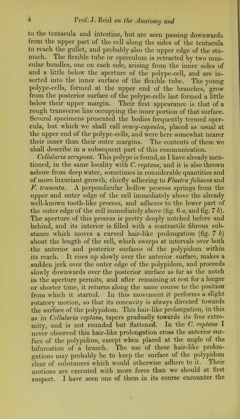 to the tentacula and intestine, but are seen passing downwards from the upper part of the cell along the sides of the tentacula to reach the gullet, and probably also the upper edge of the sto- mach. The flexible tube or operculum is retracted by two mus- cular bundles, one on each side, arising from the inner sides of and a little below the aperture of the polype-cell, and are in- serted into the inner surface of the flexible tube. The young polype-cells, formed at the upper end of the branches, grow from the posterior surface of the polype-cells last formed a little below their upper margin. Their first appearance is that of a rough transverse line occupying the inner portion of that surface. Several specimens presented the bodies frequently termed oper- cula, but which we shall call ovary-capsules, placed as usual at the upper end of the polype-cells, and were here somewhat nearer their inner than their outer margins. The contents of these we shall describe in a subsequent part of this communication. Cellularia scruposa. This polype is found, as I have already men- tioned, in the same locality with C. reptans, and it is also thrown ashore from deep water, sometimes in considerable quantities and of more luxuriant growth, chiefly adhering to Flustra foliacea and F. truncata. A perpendicular hollow process springs from the upper and outer edge of the cell immediately above the already well-known tooth-like process, and adheres to the lower part of the outer edge of the cell immediately above (fig. 6 a, and fig. 7 b). The aperture of this process is pretty deeply notched before and behind, and its interior is filled with a contractile fibrous sub- stance which moves a curved hair-like prolongation (fig. 7 b) about the length of the cell, which sweeps at intervals over both the anterior and posterior surfaces of the polypidom within its reach. It rises up slowly over the anterior surface, makes a sudden jerk over the outer edge of the polypidom, and proceeds slowly downwards over the posterior surface as far as the notch in the aperture permits, and after remaining at rest for a longer or shorter time, it returns along the same course to the position from which it stalled. In this movement it performs a slight rotatory motion, so that its concavity is always directed towards the surface of the polypidom. This hair-like prolongation, in this as in Cellularia reptans, tapers gradually towards its free extre- mity, and is not rounded but flattened. In the C. reptans I never observed this hair-like prolongation cross the anterior sur- face of the polypidom, except when placed at the angle of the bifurcation of a branch. The use of these hair-like prolon- gations may probably be to keep the surface of the polypidom clear of substances which would otherwise adhere to it. Their motions are executed with more force than we should at first suspect. I have seen one of them in its course encounter the