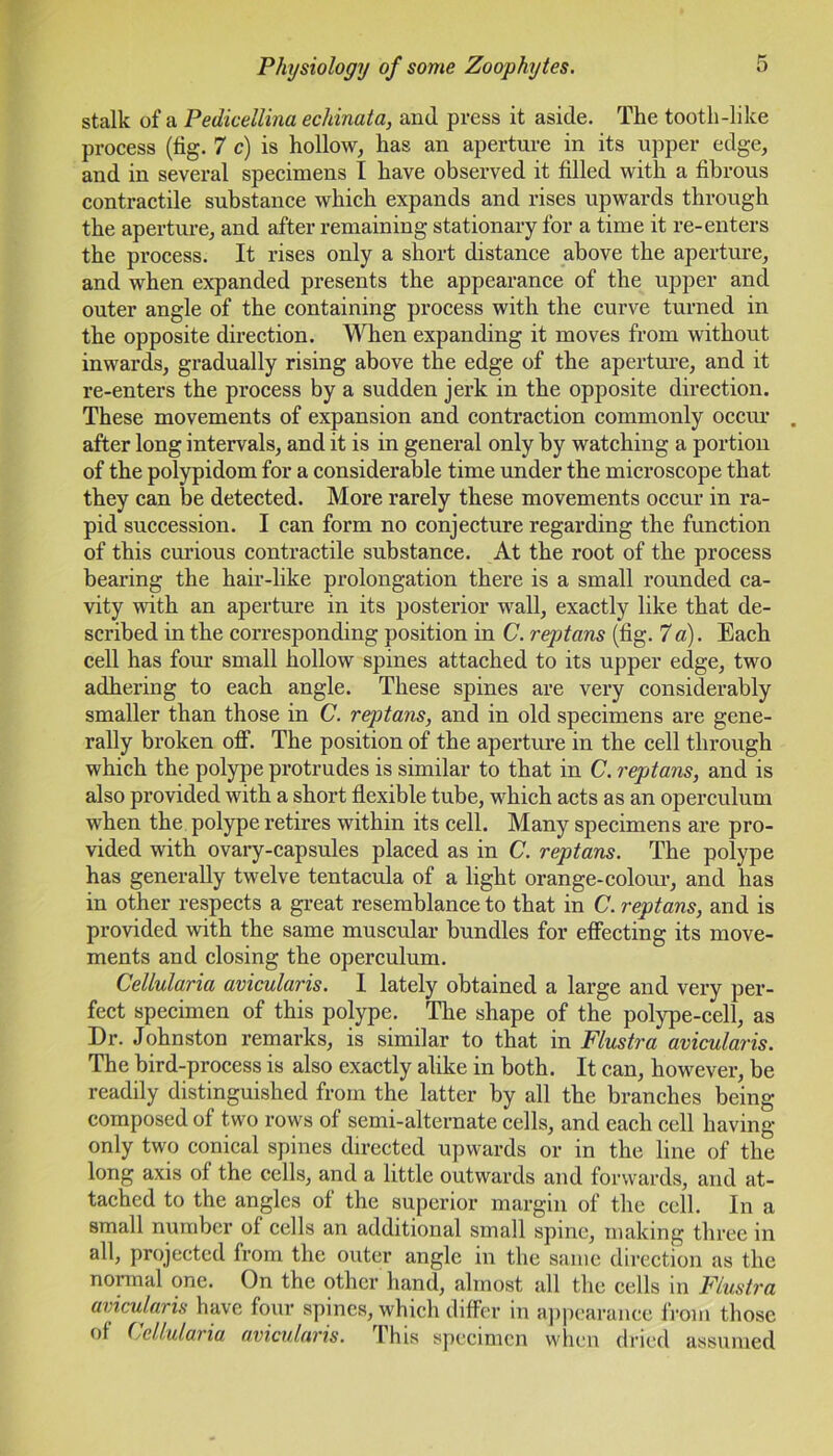 stalk of a Pedicellina echinata, and press it aside. The tooth-like process (fig. 7 c) is hollow, has an aperture in its upper edge, and in several specimens I have observed it filled with a fibrous contractile substance which expands and rises upwards through the aperture, and after remaining stationary for a time it re-enters the process. It rises only a short distance above the aperture, and when expanded presents the appearance of the upper and outer angle of the containing process with the curve turned in the opposite direction. When expanding it moves from without inwards, gradually rising above the edge of the aperture, and it re-enters the process by a sudden jerk in the opposite direction. These movements of expansion and contraction commonly occur . after long intervals, and it is in general only by watching a portion of the polypidom for a considerable time under the microscope that they can be detected. More rarely these movements occur in ra- pid succession. I can form no conjecture regarding the function of this curious contractile substance. At the root of the process bearing the hair-like prolongation there is a small rounded ca- vity with an aperture in its posterior wall, exactly like that de- scribed in the corresponding position in C. reptans (fig. 7 a). Each cell has four small hollow spines attached to its upper edge, two adhering to each angle. These spines are very considerably smaller than those in C. reptans, and in old specimens are gene- rally broken oft’. The position of the aperture in the cell through which the polype protrudes is similar to that in C. reptans, and is also provided with a short flexible tube, which acts as an operculum when the polype retires within its cell. Many specimens are pro- vided with ovary-capsules placed as in C. reptans. The polype has generally twelve tentacula of a light orange-colour, and has in other respects a great resemblance to that in C. reptans, and is provided with the same muscular bundles for effecting its move- ments and closing the operculum. Cellularia avicularis. I lately obtained a large and very per- fect specimen of this polype. The shape of the polype-cell, as Dr. Johnston remarks, is similar to that in Flustra avicularis. The bird-process is also exactly alike in both. It can, however, be readily distinguished from the latter by all the branches being composed of two rows of semi-alternate cells, and each cell having- only two conical spines directed upwards or in the line of the long axis of the cells, and a little outwards and forwards, and at- tached to the angles of the superior margin of the cell. In a small number of cells an additional small spine, making three in all, projected from the outer angle in the same direction as the normal one. On the other hand, almost all the cells in Flustra avicularis have four spines, which differ in appearance from those of Cellularia avicularis. i his specimen when dried assumed