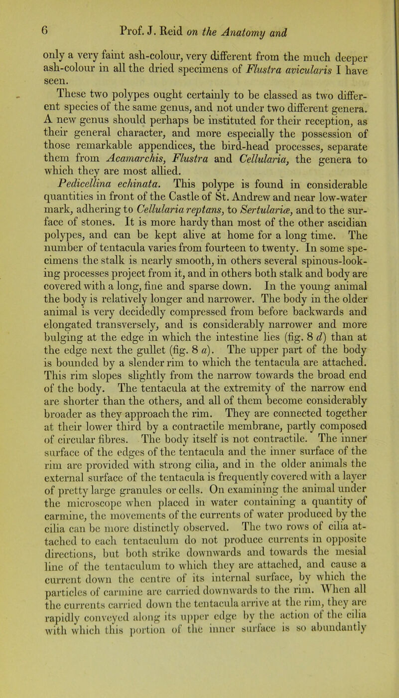 only a very faint ash-colour, very different from the much deeper ash-colour in all the dried specimens of Flustra avicularis I have seen. These two polypes ought certainly to he classed as two differ- ent species of the same genus, and not under two different genera. A new genus should perhaps he instituted for their reception, as their general character, and more especially the possession of those remarkable appendices, the bird-head processes, separate them from Acamarchis, Flustra and Cellularia, the genera to which they are most allied. Pedicellina echinata. This polype is found in considerable quantities in front of the Castle of St. Andrew and near low-water mark, adhering to Cellularia reptans, to Sertularice, and to the sur- face of stones. It is more hardy than most of the other ascidian polypes, and can be kept alive at home for a long time. The number of tentacula varies from fourteen to twenty. In some spe- cimens the stalk is nearly smooth, in others several spinous-look- ing processes project from it, and in others both stalk and body are covered with a long, fine and sparse down. In the young animal the body is relatively longer and narrower. The body in the older animal is very decidedly compressed from before backwards and elongated transversely, and is considerably narrower and more bulging at the edge in which the intestine lies (fig. 8 d) than at the edge next the gullet (fig. 8 a). The upper part of the body is bounded by a slender rim to which the tentacula are attached. This rim slopes slightly from the narrow towards the broad end of the body. The tentacula at the extremity of the narrow end are shorter than the others, and all of them become considerably broader as they approach the rim. They are connected together at their lower third by a contractile membrane, partly composed of circular fibres. The body itself is not contractile. The inner surface of the edges of the tentacula and the inner surface of the rim are provided with strong cilia, and in the older animals the external surface of the tentacula is frequently covered with a layer of pretty large granules or cells. On examining the animal under the microscope when placed in water containing a quantity of carmine, the movements of the currents of water produced by the cilia can be more distinctly observed. The two rows of cilia at- tached to each tentaculum do not produce currents in opposite directions, but both strike downwards and towards the mesial line of the tentaculum to which they are attached, and cause a current down the centre of its internal surface, by which the particles of carmine are carried downwards to the rim. When all the currents carried down the tentacula arrive at the rim, they are rapidly conveyed along its upper edge by the action of the cilia with which this portion of the inner surface is so abundantly