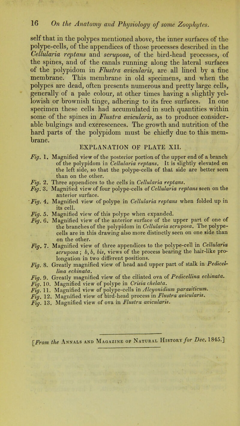 1(5 On the Anatomy and Physiology of some Zoophytes. self that in the polypes mentioned above, the inner surfaces of the polype-cells, of the appendices of those processes described in the Cellularia reptans and scruposa, of the bird-head processes, of the spines, and of the canals running along the lateral surfaces of the polypidom in Flustra avicularis, are all lined by a fine membrane. This membrane in old specimens, and when the polypes are dead, often presents numerous and pretty large cells, generally of a pale colour, at other times having a slightly yel- lowish or brownish tinge, adhering to its free surfaces. In one specimen these cells had accumulated in such quantities within some of the spines in Flustra avicularis, as to produce consider- able bulgings and excrescences. The growth and nutrition of the hard parts of the polypidom must be chiefly due to this mem- brane. EXPLANATION OF PLATE XII. Fig. 1. Magnified view of the posterior portion of the upper end of a branch of the polypidom in Cellularia reptans. It is slightly elevated on the left side, so that the polype-cells of that side are better seen than on the other. Fig. 2. Three appendices to the cells in Cellularia reptans. Fig. 3. Magnified view of four polype-cells of Cellularia reptans seen on the anterior surface. ' Fig. 4. Magnified view of polype in Cellularia reptans when folded up in its cell. Fig. 5. Magnified view of this polype when expanded. Fig. 6. Magnified view of the anterior surface of the upper part of one of the branches of the polypidom in Cellularia scruposa. The polype- cells are in this drawing also more distinctly seen on one side than on the other. Fig. 7. Magnified view of three appendices to the polype-cell in Cellularia scruposa ; b, b, bis, views of the process hearing the hair-like pro- longation in two different positions. Fig. 8. Greatly magnified view of head and upper part of stalk in Pedicel- lina echinata. Fig. 9. Greatly magnified view of the ciliated ova of Pedicellina echinata. Fig. 10. Magnified view of polype in Crisia chelata. Fig. 11. Magnified view of polype-cells in Alcyonidium parasiticum. Fig. 12. Magnified view of bird-head process in Flustra avicularis. Fig. 13. Magnified view of ova in Flustra avicularis. [From the Annals and Magazine of Natural History for Dec. 1845.]