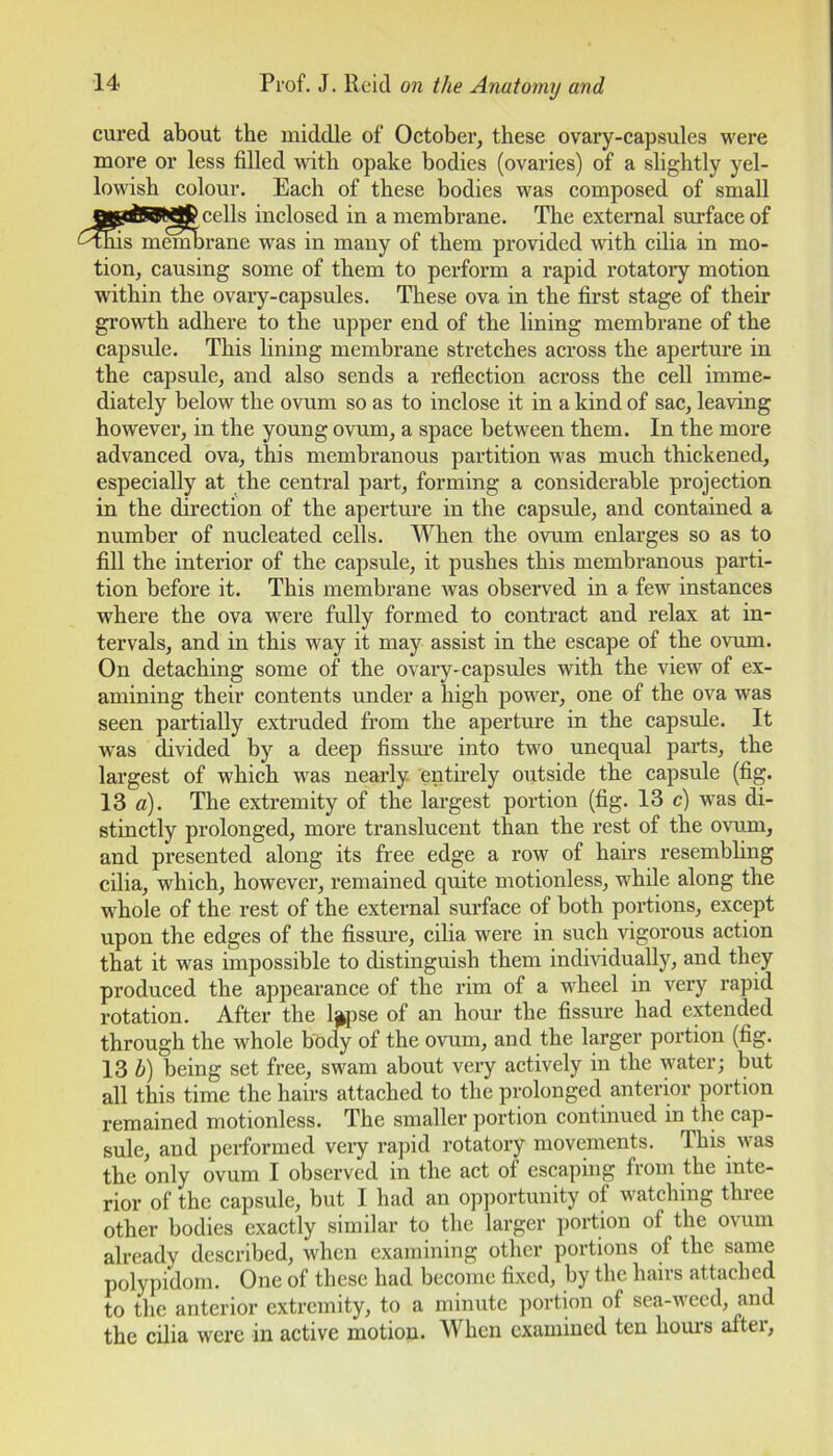 cured about the middle of October, these ovary-capsules were more or less filled with opake bodies (ovaries) of a slightly yel- lowish colour. Each of these bodies was composed of small cells inclosed in a membrane. The external surface of •fnis membrane was in many of them provided with cilia in mo- tion, causing some of them to perform a rapid rotatory motion within the ovary-capsules. These ova in the first stage of their growth adhere to the upper end of the lining membrane of the capsule. This lining membrane stretches across the aperture in the capsule, and also sends a reflection across the cell imme- diately below the ovum so as to inclose it in a kind of sac, leaving however, in the young ovum, a space between them. In the more advanced ova, this membranous partition was much thickened, especially at the central part, forming a considerable projection in the direction of the aperture in the capsule, and contained a number of nucleated cells. When the ovum enlarges so as to fill the interior of the capsule, it pushes this membranous parti- tion before it. This membrane was observed in a few instances where the ova were fully formed to contract and relax at in- tervals, and in this way it may assist in the escape of the ovum. On detaching some of the ovary-capsules with the view of ex- amining their contents under a high power, one of the ova was seen partially extruded from the aperture in the capsule. It was divided by a deep fissure into two unequal parts, the largest of which was nearly entirely outside the capsule (fig. 13 a). The extremity of the largest portion (fig. 13 c) was di- stinctly prolonged, more translucent than the rest of the ovum, and presented along its free edge a row of hairs resembling cilia, which, however, remained quite motionless, while along the whole of the rest of the external surface of both portions, except upon the edges of the fissure, cilia were in such vigorous action that it was impossible to distinguish them individually, and they produced the appearance of the rim of a wheel in very rapid rotation. After the l^pse of an hour the fissure had extended through the whole body of the ovum, and the larger portion (fig. 13 h) being set free, swam about very actively in the water; but all this time the hairs attached to the prolonged anterior portion remained motionless. The smaller portion continued in the cap- sule, and performed very rapid rotatory movements. This was the only ovum I observed in the act of escaping from the inte- rior of the capsule, but I had an opportunity of watching three other bodies exactly similar to the larger portion of the ovum already described, when examining other portions of the same polypidom. One of these had become fixed, by the hairs attached to the anterior extremity, to a minute portion of sea-weed, and the cilia were in active motion. When examined ten hours after,