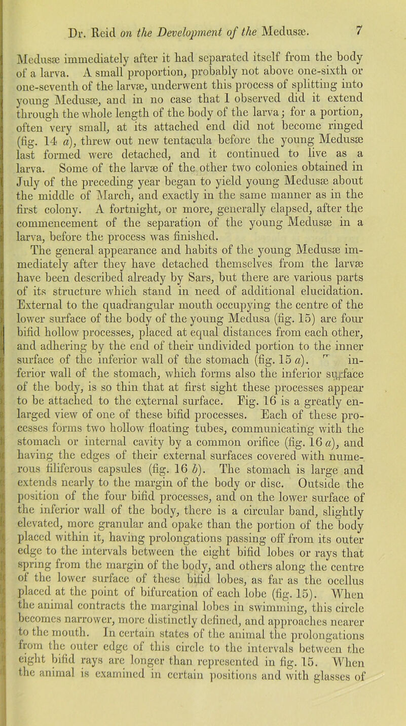 Medusae immediately after it had separated itself from the body of a larva. A small proportion, probably not above one-sixth or one-seventh of the larvae, underwent this process of splitting into young Medusae, and in no case that 1 observed did it extend through the whole length of the body of the larva; for a portion, often very small, at its attached end did not become ringed (fig. 14 a), threw out new tentacula before the young- Medusae last formed were detached, and it continued to live as a larva. Some of the larvae of the other two colonies obtained in July of the preceding year began to yield young Medusae about the middle of March, and exactly in the same manner as in the first colony. A fortnight, or more, generally elapsed, after the commencement of the separation of the young Medusae in a larva, before the process was finished. The general appearance and habits of the young Medusae im- mediately after they have detached themselves from the larvae have been described already by Sars, but there are various parts of its structure which stand in need of additional elucidation. External to the quadrangular mouth occupying the centre of the lower surface of the body of the young Medusa (fig. 15) are four bifid hollow processes, placed at equal distances from each other, and adhering by the end of their undivided portion to the inner surface of the inferior wall of the stomach (fig. 15a). n in- ferior wall of the stomach, which forms also the inferior siqjface of the body, is so thin that at first sight these processes appear to be attached to the external surface. Eig. 16 is a greatly en- larged view of one of these bifid processes. Each of these pro- cesses forms two hollow floating tubes, communicating with the stomach or internal cavity by a common orifice (fig. 16 a), and having the edges of their external surfaces covered with nume- rous filiferous capsules (fig. 16 b). The stomach is large and extends nearly to the margin of the body or disc. Outside the position of the four bifid processes, and on the lower surface of the inferior wall of the body, there is a circular band, slightly elevated, more granular and opake than the portion of the body placed within it, having prolongations passing off from its outer edge to the intervals between the eight bifid lobes or rays that spring from the margin of the body, and others along the centre of the lower surface of these bifid lobes, as far as the ocellus placed at the point of bifurcation of each lobe (fig. 15). When the animal contracts the marginal lobes in swimming, this circle becomes narrower, more distinctly defined, and approaches nearer to the mouth. In certain states of the animal the prolongations from the outer edge of this circle to the intervals between the eight bifid rays are longer than represented in fig. 15. When the animal is examined in certain positions and with glasses of