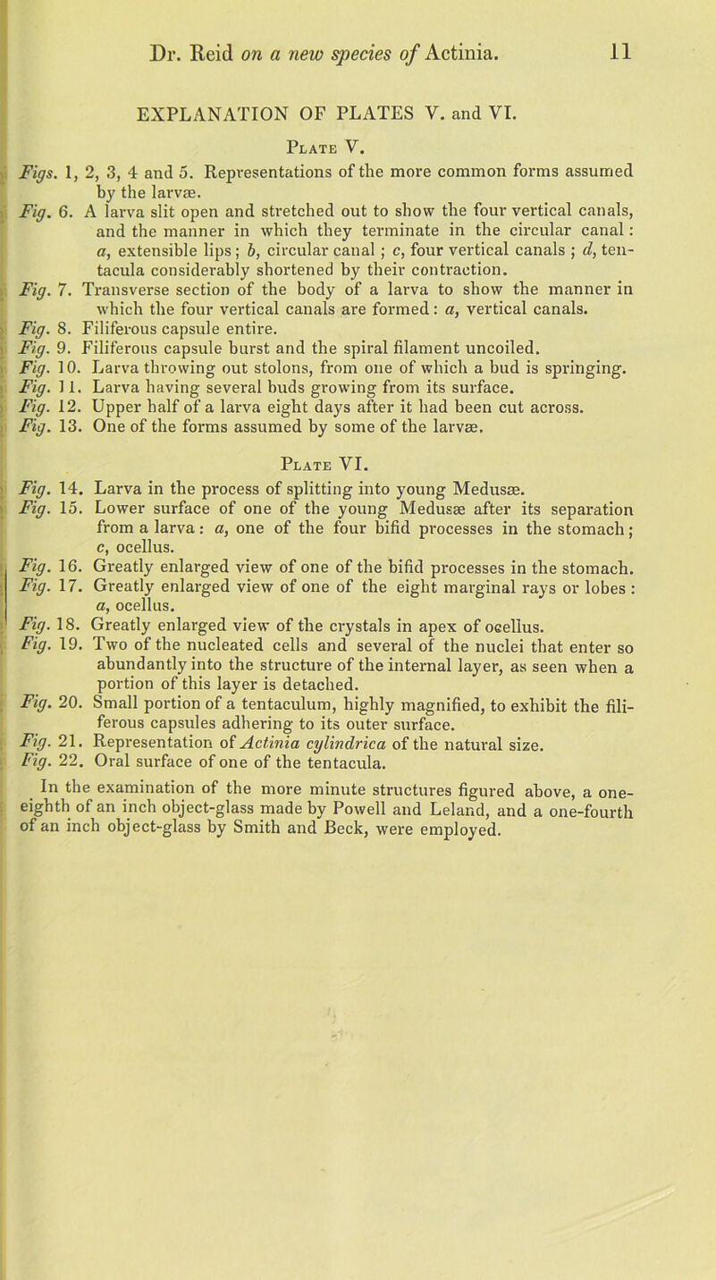 EXPLANATION OF PLATES V. and VI. Plate V. Figs. 1, 2, 3, 4 and 5. Representations of the more common forms assumed by the larvae. Fig. 6. A larva slit open and stretched out to show the four vertical canals, and the manner in which they terminate in the circular canal: a, extensible lips; b, circular canal; c, four vertical canals ; d, ten- tacula considerably shortened by their contraction. Fig. 7. Transverse section of the body of a larva to show the manner in which the four vertical canals are formed: a, vertical canals. Fig. 8. Filiferous capsule entire. Fig. 9. Filiferous capsule burst and the spiral filament uncoiled. Fig. 10. Larva throwing out stolons, from one of which a bud is springing. Fig. 11. Larva having several buds growing from its surface. Fig. 12. Upper half of a larva eight days after it had been cut across. Fig. 13. One of the forms assumed by some of the larvae. Plate VI. Fig. 14. Larva in the process of splitting into young Medusae. Fig. 15. Lower surface of one of the young Medusae after its separation from a larva: a, one of the four bifid processes in the stomach; c, ocellus. Fig. 16. Greatly enlarged view of one of the bifid processes in the stomach. Fig. 17. Greatly enlarged view of one of the eight marginal rays or lobes : a, ocellus. Fig. 18. Greatly enlarged view of the crystals in apex of ocellus. Fig. 19. Two of the nucleated cells and several of the nuclei that enter so abundantly into the structure of the internal layer, as seen when a portion of this layer is detached. Fig. 20. Small portion of a tentaculum, highly magnified, to exhibit the fili- ferous capsules adhering to its outer surface. Fig. 21. Representation of Actinia cylindrica of the natural size. Fig. 22. Oral surface of one of the tentacula. In the examination of the more minute structures figured above, a one- eighth of an inch object-glass made by Powell and Leland, and a one-fourth of an inch object-glass by Smith and Beck, were employed.