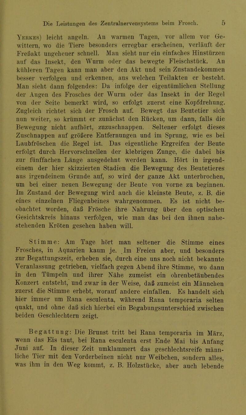 Yerkes) leicht angeln. An warmen Tagen, vor allein vor Ge- wittern, wo die Tiere besonders erregbar erscheinen, verläuft der Freßakt ungeheuer schnell. Man sieht nur ein einfaches Hinstürzen auf das Insekt, den Wurm oder das bewegte Fleischstück. An kühleren Tagen kann man aber den Akt und sein Zustandekommen besser verfolgen und erkennen, aus welchen Teilakten er besteht. Man sieht dann folgendes: Da infolge der eigentümlichen Stellung der Augen des Frosches der Wurm oder das Insekt in der Regel von der Seite bemerkt wird, so erfolgt zuerst eine Kopfdrehung. Zugleich richtet sich der Frosch auf. Bewegt das Beutetier sich nun weiter, so krümmt er zunächst den Rücken, um dann, falls die Bewegung nicht aufhört, zuzuschnappen. Seltener erfolgt dieses Zuschnappen auf größere Entfernungen und im Sprung, wie es bei Laubfröschen die Regel ist. Das eigentliche Ergreifen der Beute erfolgt durch Hervorsclmellen der klebrigen Zunge, die dabei bis zur fünffachen Länge ausgedehnt werden kann. Hört in irgend- einem der hier skizzierten Stadien die Bewegung des Beutetieres aus irgendeinem Grunde auf, so wird der ganze Akt unterbrochen, um bei einer neuen Bewegung der Beute von vorne zu beginnen. Im Zustand der Bewegung wird auch die kleinste Beute, z. B. die eines einzelnen Fliegenbeines wahrgenommen. Es ist nicht be- obachtet worden, daß Frösche ihre Nahrung über den optischen Gesichtskreis hinaus verfolgen, wie man das bei den ihnen nahe- stehenden Kröten gesehen haben will. Stimme: Am Tage hört man seltener die Stimme eines Frosches, in Aquarien kaum je. Im Freien aber, und besonders zur Begattungszeit, erheben sie, durch eine uns noch nicht bekannte Veranlassung getrieben, vielfach gegen Abend ihre Stimme, wo dann in den Tümpeln und ihrer Nähe zumeist ein ohrenbetäubendes Konzert entsteht, und zwar in der Weise, daß zumeist ein Männchen zuerst die Stimme erhebt, worauf andere einfallen. Es handelt sich hier immer um Rana esculenta, während Rana temporaria selten quakt, und ohne daß sich hierbei ein Begabungsunterschied zwischen beiden Geschlechtern zeigt. Begattung: Die Brunst tritt bei Rana temporaria im März, wenn das Eis taut, bei Rana esculenta erst Ende Mai bis Anfang Juni auf. In dieser Zeit umklammert das geschlechtsreife männ- liche Tier mit den Vorderbeinen nicht nur Weibchen, sondern alles, was ihm in den Weg kommt, z. B. Holzstücke, aber auch lebende