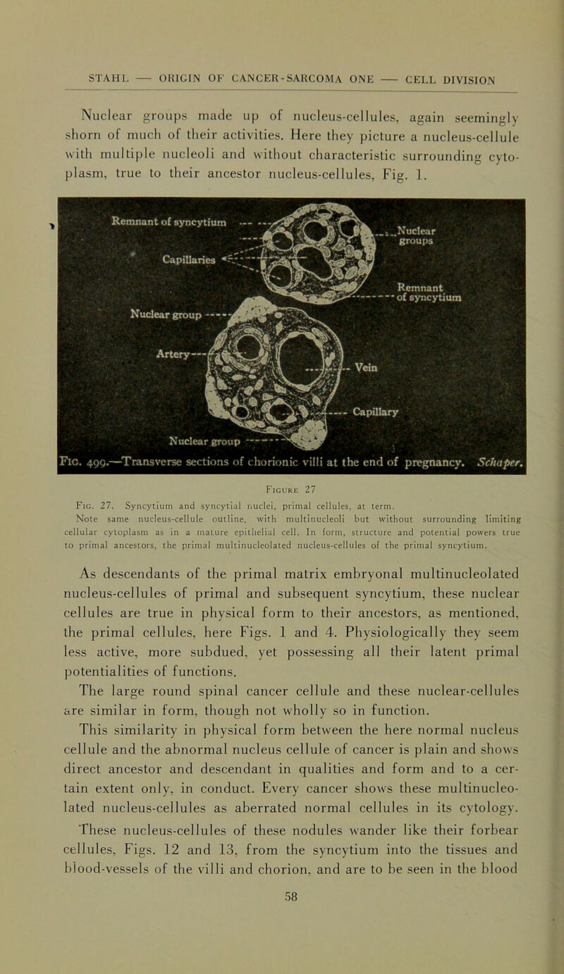 Nuclear groups made up of nucleus-cellules, again seemingly shorn of much of their activities. Here they picture a nucleus-cellule with multiple nucleoli and without characteristic surrounding cyto- plasm, true to their ancestor nucleus-cellules, Fig. 1. Remnant of syncytium Capillaries .Nuclear ’ groups Remnant ■ of syncytium Nuclear group J$L«. -A—- Cap;iIary Nuclear group *— Fic. 499.—Transverse sections of chorionic villi at the end of pregnancy. Schaper. Figure 27 Fig. 27. Syncytium and syncytial nuclei, primal cellules, at term. Note same nucleus-cellule outline, with multinucleoli but without surrounding limiting cellular cytoplasm as in a mature epithelial cell. In form, structure and potential powers true to primal ancestors, the primal multinucleolated nucleus-cellules of the primal syncytium. As descendants of the primal matrix embryonal multinucleolated nucleus-cellules of primal and subsequent syncytium, these nuclear cellules are true in physical form to their ancestors, as mentioned, the primal cellules, here Figs. 1 and 4. Physiologically they seem less active, more subdued, yet possessing all their latent primal potentialities of functions. The large round spinal cancer cellule and these nuclear-cellules are similar in form, though not wholly so in function. This similarity in physical form between the here normal nucleus cellule and the abnormal nucleus cellule of cancer is plain and shows direct ancestor and descendant in qualities and form and to a cer- tain extent only, in conduct. Every cancer shows these multinucleo- lated nucleus-cellules as aberrated normal cellules in its cytology. These nucleus-cellules of these nodules wander like their forbear cellules, Figs. 12 and 13, from the syncytium into the tissues and hiood-vessels of the villi and chorion, and are to be seen in the hlood