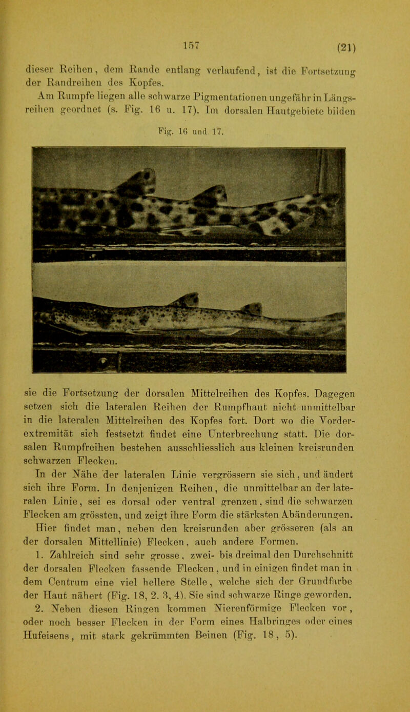 dieser Reihen, dem Rande entlanp^ verlaufend, ist die Fortsetzung der Randreihen des Kopfes. Am Rumpfe liegen alle schwarze Pigmentationen ungefähr in Längs- reihen geordnet (s. Fig. 16 u. 17). Tm dorsalen Ilautgebiete bilden Fig. 16 und 17. sie die Fortsetzung der dorsalen Mittelreihen des Kopfes. Dagegen setzen sich die lateralen Reihen der Rumpfhaut nicht unmittelbar in die lateralen Mittelreihen des Kopfes fort. Dort wo die Vorder- extremität sich festsetzt findet eine Unterbrechung statt. Die dor- salen Rumpfreihen bestehen ausschliesslich aus kleinen kreisrunden schwarzen Flecken. In der Kähe der lateralen Linie vergrössern sie sich, und ändert sich ihre Form. In denjenigen Reihen, die unmittelbar an der late- ralen Linie, sei es dorsal oder ventral grenzen. sind die schwarzen Flecken am grössten, und zeigt ihre Form die stärksten Abänderungen. Hier findet man, neben den kreisrunden aber grösseren (als an der dorsalen Mittellinie) Flecken, auch andere Formen. 1. Zahlreich sind sehr grosse, zwei- bis dreimal den Durchschnitt der dorsalen Flecken fassende Flecken, und in einigen findet man in dem Centrum eine viel hellere Stelle, welche sich der Grundfarbe der Haut nähert (Fig. 18, 2. 3, 4). Sie sind schwarze Ringe geworden. 2. Neben diesen Ringen kommen Nierenförmige Flecken vor, oder noch besser Flecken in der Form eines TTalbringes oder eines Hufeisens, mit stark gekrümmten Beinen (Fig. 18, 5).