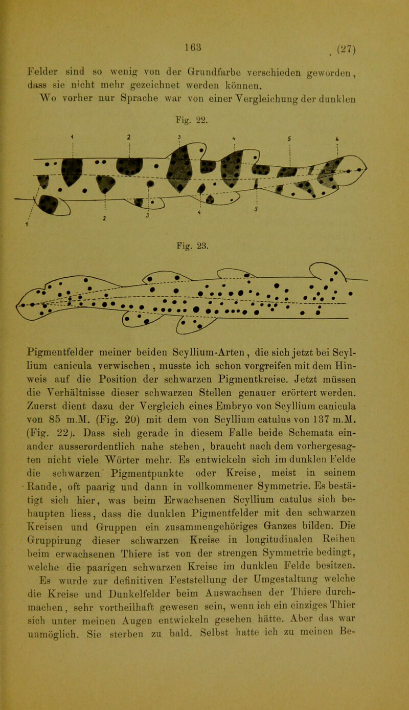 l 163 ^ (21) i Felder sind so weni^ von der Grundfarbe verschieden geworden, f divss sie nicht mehr gezeichnet werden können. Wo vorher nur Spraclie war von einer Vergleichung der dunklen Fig. 22. Fig. 23. Pigmentfelder meiner beiden Scyllium-Arten, die sich jetzt bei Scyl- lium canicula verwischen , musste ich schon vorgreifen mit dem Hin- weis auf die Position der schwarzen Pigmentkreise. Jetzt müssen die Verhältnisse dieser schwarzen Stellen genauer erörtert werden. Zuerst dient dazu der Vergleich eines Embryo von Scyllium canicula von 85 m.M. (Fig. 20) mit dem von Scyllium catulus von 137 m.M. (Fig. 22j. Dass sich gerade in diesem Falle beide Schemata ein- ander ausserordentlich nahe stehen , braucht nach dem vorhergesag- ten nicht viele Wörter mehr. Es entwickeln sich im dunklen Felde die schwarzen Pigmentpunkte oder Kreise, meist in seinem Rande, oft paarig und dann in vollkommener Symmetrie. Es bestä- tigt sich hier, was beim Erwachsenen Scyllium catulus sich be- haupten Hess, dass die dunklen Pigmentfelder mit den schwarzen Kreisen und Gruppen ein zusammengehöriges Ganzes bilden. Die Gruppirung dieser schwarzen Kreise in longitudinalen Reihen beim erwachsenen Thiere ist von der strengen Symmetrie bedingt, welche die paarigen schwarzen Kreise im dunklen Felde besitzen. Es wurde zur definitiven Feststellung der Umgestaltung welche die Ki’eise und Dunkelfelder beim Auswachsen der Tliiere durch- machen , sehr vortheilhaft gewesen sein, wenn ich ein einziges Thier sich unter meinen Augen entwickeln gesehen hätte. Aber das war unmöglich. Sie sterben zu bald. Selbst hatte ich zu meinen Be-