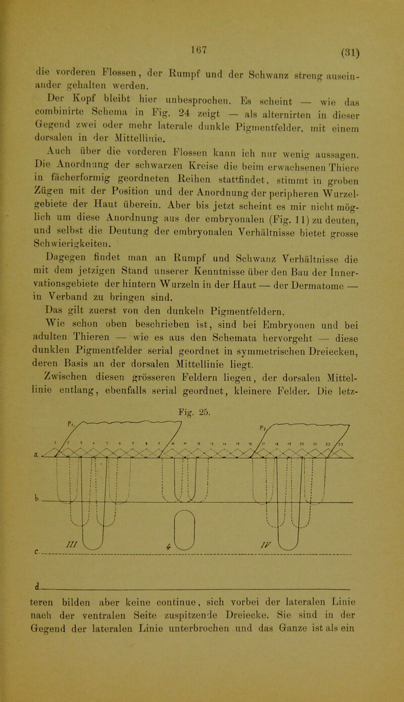 die vorderen Hessen, der Rnm[)f und der Schwanz streng ausein- ander gehalten werden. Der Kopf bleibt hier unbesprochen. Es scheint — wie das combinirte Schema in Eig. 24 zeigt — als alternirten in dieser Gegend zwei oder mehr laterale dunkle Pigmentfclder. mit einem dorsalen in der Mittellinie. A.uth Übel die vorderen hlossen kann ich nur wenig aussagen. Die Anoidnung der schwarzen Kreise die beim erwachsenen Thiere in fächerförmig geordneten Reihen stattfindet, stimmt in groben Zügen mit der Position und der Anordnung der peri[)heren Wurzel- gebiete der Haut überein. Aber bis jetzt scheint es mir nicht mög- lich um diese Anordnung aus der embryonalen (Eig. 11) zu deuten, und selbst die Deutung der embryonalen Verhältnisse bietet grosse Schwierigkeiten. Dagegen findet man an Rumpf und Schwanz Verhältnisse die mit dem jetzigen Stand unserer Kenntnisse über den Bau der Inner- vationsgebiete der hintern Wurzeln in der Haut — der Derniatome — in Verband zu bringen sind. Das gilt zuerst von den dunkeln Pigmentfeldern. Wie schon oben beschrieben ist, sind bei Embryonen und bei adulten Thieren — wie es aus den Schemata hervorgeht — diese dunklen Pigmentfelder serial geordnet in symmetrischen Dreiecken, deren Basis an der dorsalen Mittellinie liegt. Zwischen diesen grösseren Eeldern liegen, der dorsalen Mittel- linie entlang, ebenfalls serial geordnet, kleinere Eelder. Die letz- Fig. 25. d teren bilden aber keine continue, sich vorbei der lateralen Linie nach der ventralen Seite zuspitzende Dreiecke. Sie sind in der Gegend der lateralen Linie unterbrochen und das Ganze ist als ein