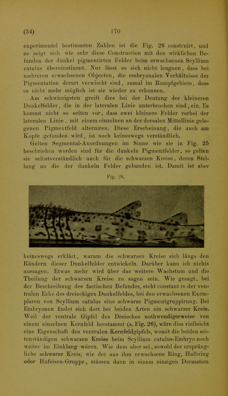 experiinentol bostiinniteii Zahlen ist die Fig. 26 construirt, und es zeigt sicli wie selir diese Construction mit den wirklichen lie- fundeii der dunkel piginentirten Felder beim erwachsenen Scyllium catulus übereinstimmt. Nur Lässt es sich nicht leugnen, dass bei mehreren erwachsenen Objecten, die embryonalen Verhältnisse der Pigmeutation derart verwischt sind, zumal im llumpfgebiete, dass es nicht mehr möglich ist sie wieder zu erkennen. Am schwierigsten greift dies bei der Deutung der kleineren Dunkelfelder, die in der lateralen Linie unterbrochen sind, ein. Es kommt nicht so selten vor, dass zwei kleinere Felder vorbei der lateralen Linie , mit einem einzelnen an der dorsalen Mittellinie gele- genen Pigmentfeld alterniren. Diese Erscheinung, die auch am Kopfe gefunden wird, ist noch keineswegs verständlich. Gelten Segmental-Auordnungen im Sinne wie sie in Fig. 25 beschrieben worden sind für die dunkeln Pigmentfelder, so gelten sie selbstverständlich auch für die schwarzen Kreise, deren Stel- lung an die der dunkeln Felder gebunden ist. Damit ist aber Fig. 26. keineswegs erklärt, warum die schwarzen Kreise sich längs den Kändern dieser Dunkelfelder entwickeln. Darüber kann ich nichts aussagen. Etwas mehr wird über das weitere Wachstum und die Theilung der schwarzen Kreise zu sagen sein. Wie gesagt, bei der Beschreibung des factischen Befundes, steht constant in der ven- tralen Ecke des dreieckigen Dunkelfeldes, bei den erwachsenen Exem- plaren von Scyllium catulus eine schwarze Pigmentgruppirung. Bei Embryonen findet sich dort bei beiden Arten ein schwarzer ILi’eis. Weil der ventrale Gipfel des Dreieckes nothwendigerweise von einem einzelnen Kernfeld herstammt (s. Fig, 26), wäre dies vielleicht eine Eigenschaft des ventralen Kernfeldgipfels, womit die beiden sei- tenständigen schwarzen Kreise beim Scyllium catulus-Embryo noch weiter im Einklang wären. Wie dem aber sei, sowohl der ursprüng- liche schwarze Kreis, wie der aus ihm erwachsene Ring, Halbring oder Hufeisen-Gruppe, müssen dann in einem einzigen Dermatoin