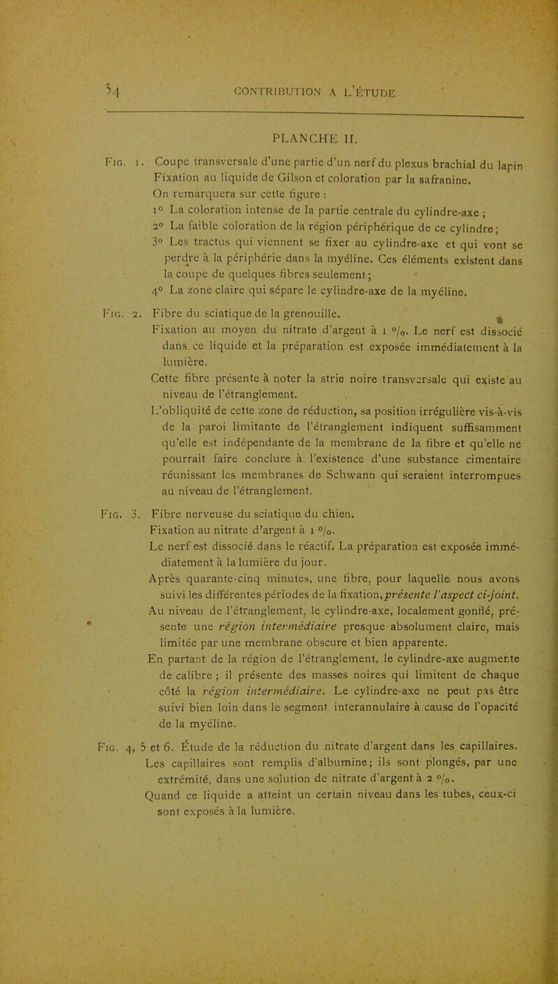 PLANCHE II. Fig. I. Coupe transversale d’une partie d’un nerf du plexus brachial du lapin Fixation au liquide de Gilson et coloration par la safranine. On remarquera sur cette figure : lo La coloration intense de la partie centrale du cylindre-axe ; 2® La faible coloration de la région périphérique de ce cylindre; 3° Les tractus qui viennent se fixer au cylindre-axe et qui vont se perdre à la périphérie dans la myéline. Ces éléments existent dans la coupe de quelques fibres seulement ; 4» La zone claire qui sépare le cylindre-axe de la myéline. Fig. 2. Fibre du sciatique de la grenouille. ^ Fixation au moyen du nitrate d’argent à i »/o. Le nerf est dissocié dans ce liquide et la préparation est exposée immédiatement à la lumière. Cette fibre présente à noter la strie noire transversale qui existe au niveau de l’étranglement. L’obliquité de cette zone de réduction, sa position irrégulière vis-à-vis de la paroi limitante de l’étranglement indiquent suffisamment qu’elle est indépendante de la membrane de la fibre et qu’elle ne pourrait faire conclure à l’existence d’une substance cimentaire réunissant les membranes de Schwann qui seraient interrompues au niveau de l’étranglement. Fig. 3. Fibre nerveuse du sciatique du chien. Fixation au nitrate d’argent à i °/o. Le nerf est dissocié dans le réactif. La préparation est exposée immé- diatement à la lumière du jour. Après quarante-cinq minutes, une fibre, pour laquelle nous avons suivi les différentes périodes de la hxaXïon,présente l’aspect ci-joint. Au niveau de l’étranglement, le cylindre-axe, localement gonflé, pré- sente une région intermédiaire presque absolument claire, mais limitée par une membrane obscure et bien apparente. En partant de la région de l’étranglement, le cylindre-axe augmente de calibre ; il présente des masses noires qui limitent de chaque côté la région intermédiaire. Le cylindre-axe ne peut pas être suivi bien loin dans le segment interannulaire à cause de l'opacité de la myéline. Fig. 4, 5 et 6. Étude de la réduction du nitrate d’argent dans les capillaires. Les capillaires sont remplis d'albumine; ils sont plongés, par une extrémité, dans une solution de nitrate d'argent à 2 <>/o. Quand ce liquide a atteint un certain niveau dans les tubes, ceux-ci sont exposés à la lumière.