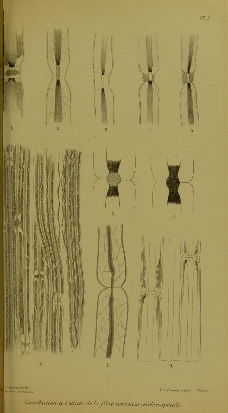 FU. 3. oradraUir»W.189l ay.-Univ.dt» Bruxelles I.illKO.Scvtîrc)’fia .Rucr.r .I.L .OoffarL. ContrilnUiort a l élut le de la ^ibre neroeuse cerebro-spinad.