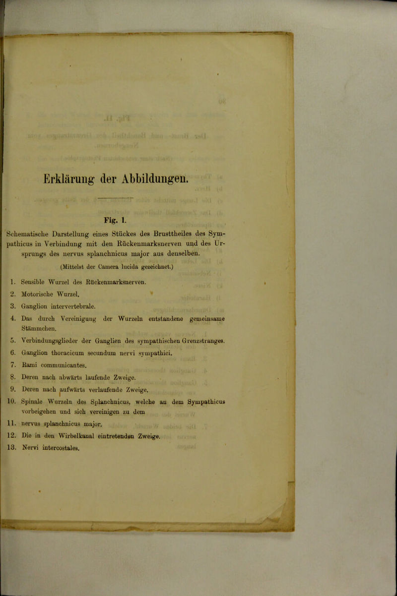 i Erklärung der Abbildungen. Fig. 1. Schematische Darstellung eines Stückes des Brusttheiles des Sym- pathicus in Verbindung mit den Rückenmarksnerven und des Ur- sprungs des nervus splanchnicus major aus denselben. (Mittelst der Camera lucida gezeichnet.) 1. Sensible Wurzel des Rückenmarksnerven. 2. Motorische Wurzel. 3. Ganglion intervertebrale. 4. Das durch Vereinigung der Wurzeln entstandene gemeinsame Stämmchen. f>. Verbindungsglieder der Ganglien des sympathischen Grenzstranges. 6. Ganglion thoracicum secundum nervi sympathici. 7. Rami communicantes. 8. Deren nach abwärts laufende Zweige. 9. Deren nach aufwärts verlaufende Zweige. 10. Spinale Wurzeln des Splanchnicus, welche an dem Sympathicus Vorbeigehen und sich vereinigen zu dem 11. nervus splanchnicus major. 12. Die in den Wirbelkanal eintretenden Zweige. 13. Nervi intercostales.