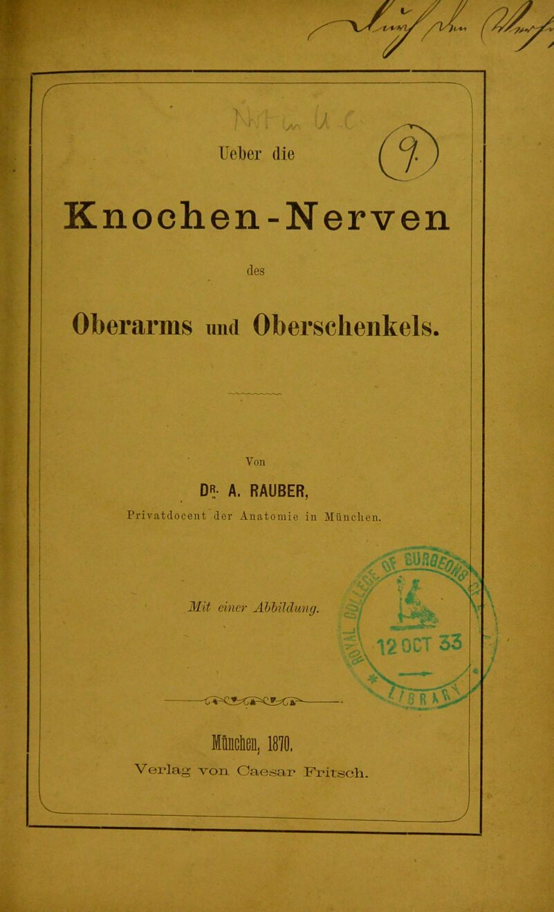 Knochen-Nerven des Oberarms und Oberschenkels. Von D«- A. RÄUBER, Privatclocent der Anatomie in München.