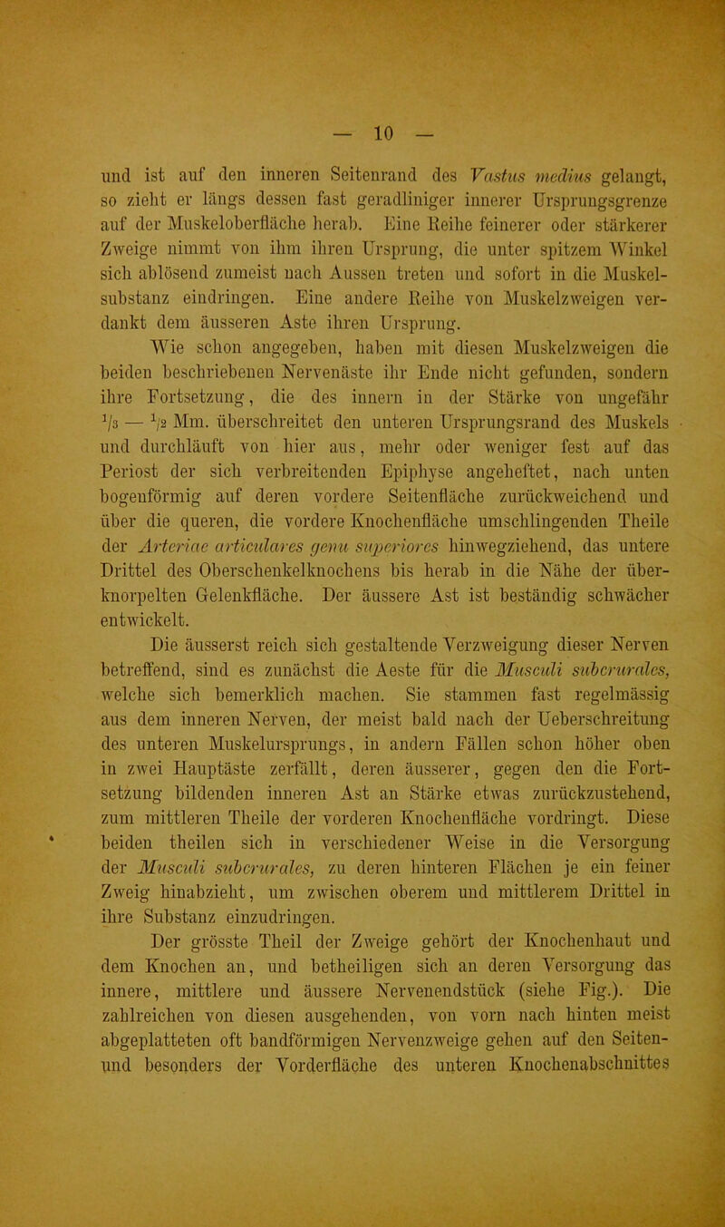 und ist auf den inneren Seitenrand des Vastus medius gelangt, so zieht er längs dessen fast geradliniger innerer Ursprungsgrenze auf der Muskeloberfläche herab. Eine Reihe feinerer oder stärkerer Zweige nimmt von ihm ihren Ursprung, die unter spitzem Winkel sich ablösend zumeist nach Aussen treten und sofort in die Muskel- substanz eindringen. Eine andere Reihe von Muskelzweigen ver- dankt dem äusseren Aste ihren Ursprung. Wie schon angegeben, haben mit diesen Muskelzweigen die beiden beschriebenen Nervenäste ihr Ende nicht gefunden, sondern ihre Fortsetzung, die des innern in der Stärke von ungefähr ■*/ä — 1/2 Mm. überschreitet den unteren Ursprungsland des Muskels und durchläuft von hier aus, mehr oder weniger fest auf das Periost der sich verbreitenden Epiphyse angeheftet, nach unten bogenförmig auf deren vordere Seitenfläche zurückweichend und über die queren, die vordere Knochenfläche umschlingenden Tlieile der Ärteriae articulares gemi superior cs hinwegziehend, das untere Drittel des Oberschenkelknochens bis herab in die Nähe der iiber- knorpelten Gelenkfläche. Der äussere Ast ist beständig schwächer entwickelt. Die äusserst reich sich gestaltende Verzweigung dieser Nerven betreffend, sind es zunächst die Aeste für die Musculi subcruralcs, welche sich bemerklich machen. Sie stammen fast regelmässig aus dem inneren Nerven, der meist bald nach der Ueberschreitung des unteren Muskelursprungs, in andern Fällen schon höher oben in zwei Hauptäste zerfällt, deren äusserer, gegen den die Fort- setzung bildenden inneren Ast an Stärke etwas zurückzustehend, zum mittleren Theile der vorderen Knochenfläche vordringt. Diese beiden theilen sich in verschiedener Weise in die Versorgung der Musculi subcrurcdes, zu deren hinteren Flächen je ein feiner Zweig hinabzieht, um zwischen oberem und mittlerem Drittel in ihre Substanz einzudringen. Der grösste Theil der Zweige gehört der Knochenhaut und dem Knochen an, und betheiligen sich an deren Versorgung das innere, mittlere und äussere Nervenendstück (siehe Fig.). Die zahlreichen von diesen ausgehenden, von vorn nach hinten meist abgeplatteten oft bandförmigen Nervenzweige gehen auf den Seiten- und besonders der Vorderfläche des unteren Knochenabschnittes