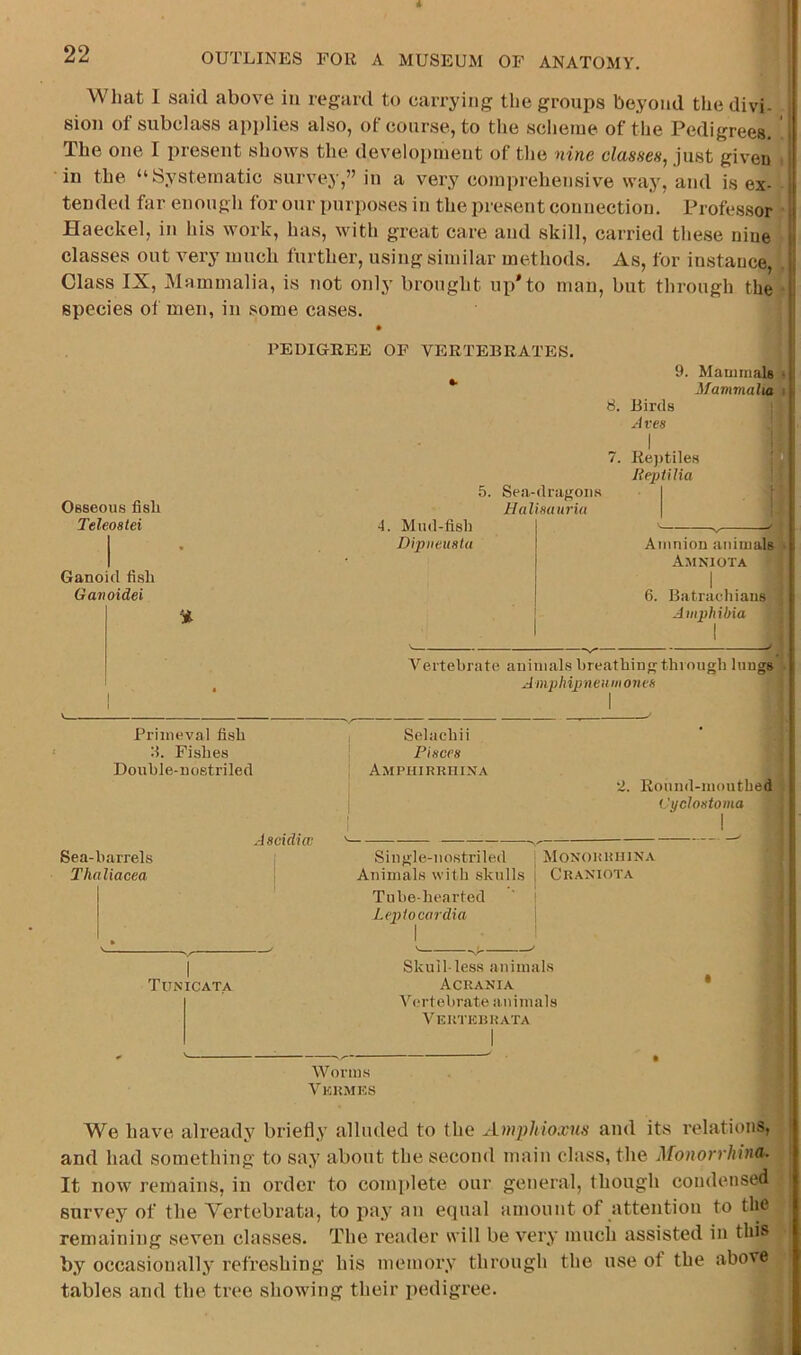 A What I said above in regard to carrying the groups beyond the divi- sion of subclass applies also, of course, to the scheme of the Pedigrees, The one I present shows the development of the nine classes, just given i in the “Systematic survey,” in a very comprehensive way, and is ex- ■ tended far enough for our purposes in the present connection. Professor * Haeckel, in his work, has, with great care and skill, carried these nine \ classes out very much further, using similar methods. As, for instance, [ Class IX, Mammalia, is not only brought up'to man, but through the i species of men, in some cases. PEDIGREE OP VERTEBRATES. 8. 5. Sea-dranoii.s Osseous fish Halinuuriii Teleoalei 4. Mud-flsb I , Dipiieuatu Ganoid fish Ganoidei % Vertebrate aninuals breathing through liiugs Amphipnetimoim Birds .•( ves 9. Mauiiiials 'fi Mammalia jiM I Re))tiles ReptUia Amnion animals Amniota * I 6. Batracdiiaus; Amphibia ( Primeval fish d. Fishes Double-nostriled Ascidiw Sea-barrels Thaliacea Titnicata Worms I Vkkmks ' We have already briefly alluded to the Amphioxus and its relations, ^ and had something to say about the second main class, the Monorrhina. , It now remains, in order to comi>lete our general, though condensed survey of the Vertebrata, to pay an etpial amount of attention to the remaining seven classes. The reader will be very much assisted in this | by occasionally refi’eshing his memory through the use of the above tables and the tree showing their pedigree, | W Selachii Pisces Amphirrhina •2. Roniid-mouthed Cyclostoma Single-nostriled Aiiimals with skulls Tube-hearted Lepiocardia MONOHUIllNA Craniota Skull-less animals Acrania Vertebrate a nimals Verterrata %
