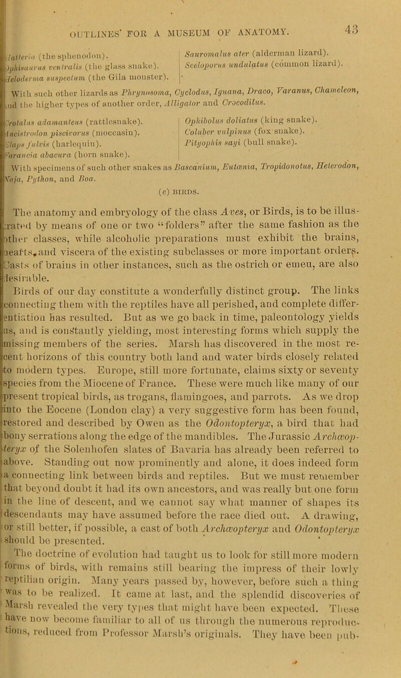 laltcr:<i (thesphonodoii). ' Sauromahis aler (akleniian lizard). )pkinuiirus vei>truliii (tlio j>la-ss siiako). j Sceloponm iindulatua (common lizard). <{elo(hvnia smpeoium (the Gila moiisterl. |' With such other lizards as Phri/mmma, Cyolodiia, Iguana, Draco, Varanua, Chameleon, I,ml tlie higher types of another order, Alligator and Crocodilua. 'rotahia adainantena (rattlesnake). j Ophibolita doliatua (king snake). Inciatrodon piaeivonia (moccasin). j Coluber vnlpinua (fox snake). Aupa Jiilvia (harlequin). I’iUjopbia aayi (bull snake). '■•'araucia abacura (horn snake). j With specimens of such other snakes as Baacanium, Euicenia, Tropidonotua, Helerodon, Vnja, Python, and Boa. (e) BIRDS. The iinatoiuy and embryology of the class Aves, or Birds, is to be illus- :ratod b^' means of one or two “folders” after the same fashion as the )ther classes, while alcoholic preparations must exhibit the brains, aeafts,aud viscera of the existing subclasses or more important order^. Dasts of brains in other instances, such as the ostrich or emeu, are also lesinible. Birds of our day constitute a wonderfully distinct group. The links connecting them with the I’eptiles have all peidshed, and complete differ- entiation has resulted. But as we go back in time, paleontology yields ns, and is constantly yielding, most interesting forms which supply the missing members of the series. Marsh has discovered in the most re- cent horizons of this country both land and water birds closely relateil to modern types. Europe, still more fortunate, claims sixty or seventy sjiecies from the Miocene of France. These were much like many of our present tropical birds, as trogans, flamingoes, and parrots. As we drop Into the Eocene (London clay) a very suggestive form has been found, restored and described by Owen as the Odontopteryx, a bird that had bony serrations along the edge of the mandibles. The Jurassic Archccop- ieryx oj the Soleuhofeu slates of Bavaria has already been referred to above. Standing out now prominently and alone, it does indeed form |a connecting link between birds and reptiles. But we must remember ; that beyond doubt it had its own ancestors, and was really but one form in the line of descent, and we cannot say what manner of shapes its ■:descendants may have assumed before the race died out. A drawing, or still better, if possible, a cast of both Archaeopteryx and Odontopteryx should be presented. The doctrine of evolution had taught us to look for still more modern forms of birds, with remains still bearing the impress of their lowly rei)tilian origin. Many years passed by, however, before such a thing was to be realized. It came at last, and the splendid discoveries of Mar.sh revealed the very tyiies that might have been expected. These have now become lamiliar to all of us through the numerous reproduc- tions, reduced from Professor Marsh’s originals. Tliey have been pub-