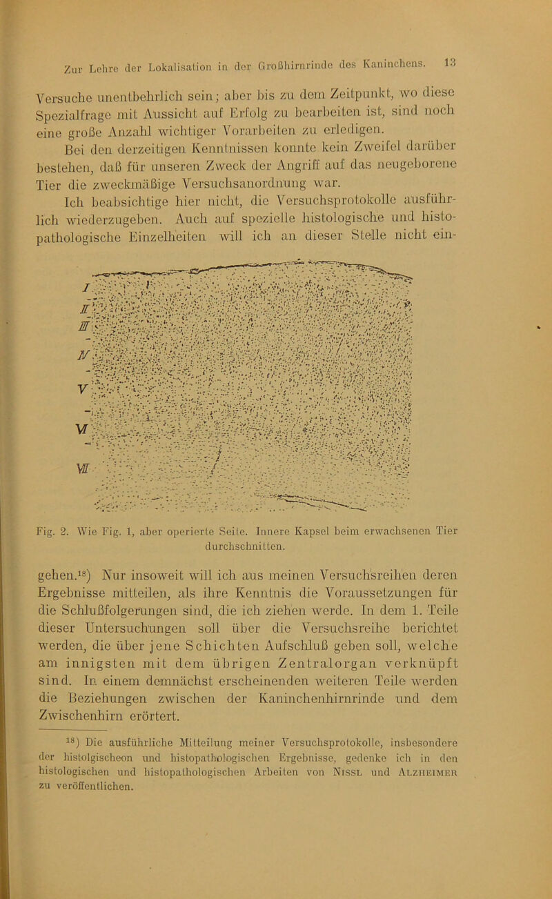 Vei*suclie unenibehrlicli sein; aber bis zu dem Zeitpunkt, wo diese Spezialfrage mit Aussicht auf Erfolg zu bearbeiten ist, sind noch eine große Anzahl wichtiger Vorarbeiten zu erledigen. Bei den derzeitigen Kennlnissen konnte kein Zweifel darüber bestehen, daß für unseren Zweck der Angriff auf das neugeborene Tier die zweclanäßige Versuchsanordnung war. Ich beabsichtige hier nicht, die Versuchsprotokolle ausführ- lich wiederzugeben. Auch auf spezielle histologische und histo- pathologische Einzelheiten will ich an dieser Stelle nicht ein- Fig. 2. Wie Fig. 1, aber operierte Seite. Innere Kapsel heim erwachsenen Tier durchschnitten. gehen.i®) Nur insoweit will ich aus meinen Versuchsreihen deren Ergebnisse mitteilen, als ihre Kenntnis die Voraussetzungen für die Schlußfolgerungen sind, die ich ziehen werde. In dem 1. Teile dieser Untersuchungen soll über die Versuchsreihe berichtet werden, die über jene Schichten Aufschluß gehen soll, welche am innigsten mit dem übrigen Zentralorgan verknüpft sind. In einem demnächst erscheinenden weiteren Teile werden die Beziehungen zwischen der Kaninchenhirnrinde und dem Zwischenhirn erörtert. 18) Die ausführliche Mitteilung meiner Versuchsprotokolle, insbesondere der histolgischeon und histopathologischen Ergebnisse, gedenke ich in den histologischen und histopathologisclien Arbeiten von Nissl und Alzheimer zu veröffentlichen.