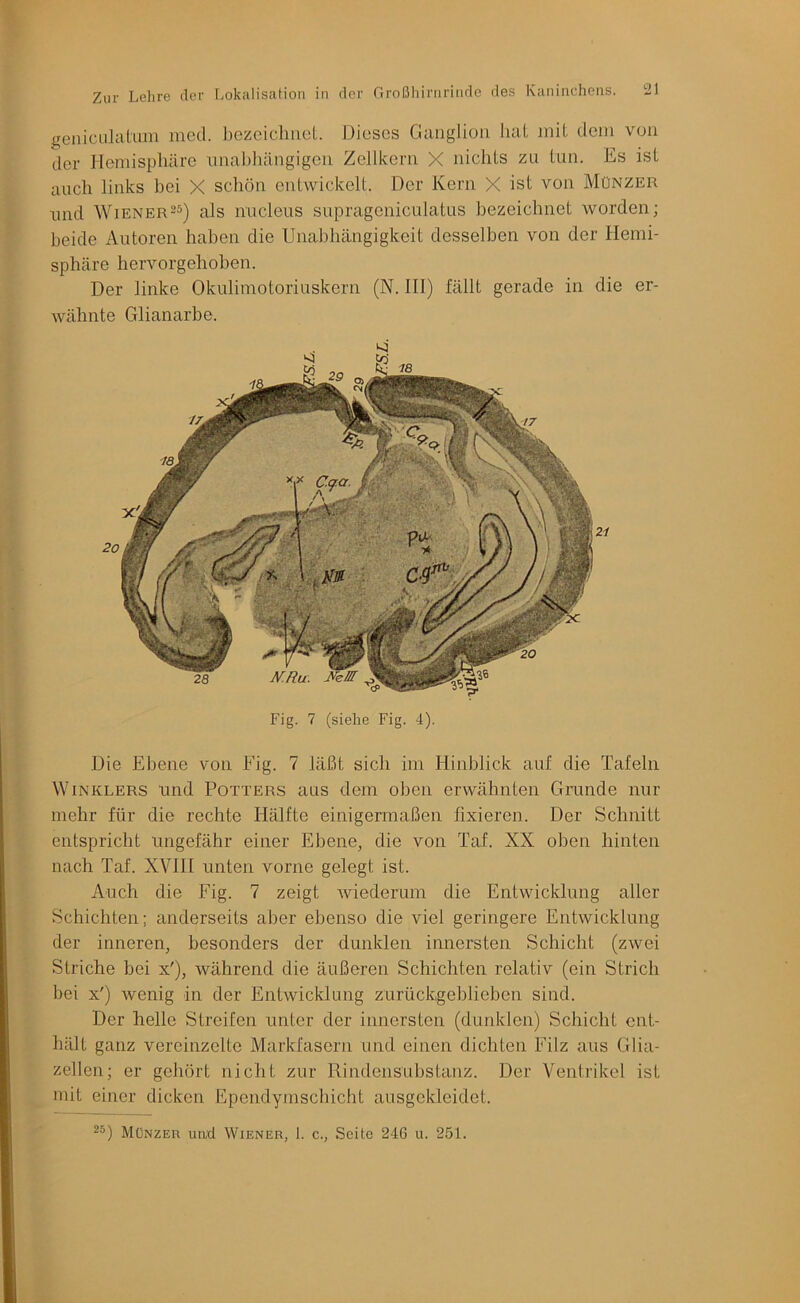 geuiculaL'imi med. liozcicliiieL. Dieses Ganglion hat mit dein von der Hemisphäre nnahliängigen Zellkern X nichts zu tun. Es ist auch links hei X schön entwickelt. Der Kern X ist von Münzer lind Wiener25) jjIs nucleus suprageniculatus bezeichnet worden; beide Autoren haben die Unabhängigkeit desselben von der Hemi- sphäre hervorgehoben. Der linke Okuliniotoriuskern (N. HI) fällt gerade in die er- wähnte Glianarbe. Fig. 7 (siehe Fig. 4). Die Ebene von Fig. 7 läßt sich im Hinblick auf die Tafeln Winklers und Potters aus dem oben erwähnten Grunde nur mehr für die rechte Hälfte einigermaßen fixieren. Der Schnitt entspricht ungefähr einer Ebene, die von Taf. XX oben hinten nach Taf. XVIII unten vorne gelegt ist. Auch die Fig. 7 zeigt wiederum die Entwicklung aller Schichten; anderseits aber ebenso die viel geringere Entwicklung der inneren, besonders der dunklen innersten Schicht (zwei Striche bei x'), während die äußeren Schichten relativ (ein Strich bei x') wenig in der Entwicklung zurückgeblieben sind. Der helle Streifen unter der innersten (dunklen) Schicht ent- hält ganz vereinzelte Markfasern und einen dichten Filz aus Glia- zellen; er gehört nicht zur Rindensubstanz. Der Ventrikel ist mit einer dicken Ependymschicht ausgekleidet. Münzer un;d Wiener, 1. c., Seite 246 u. 251.