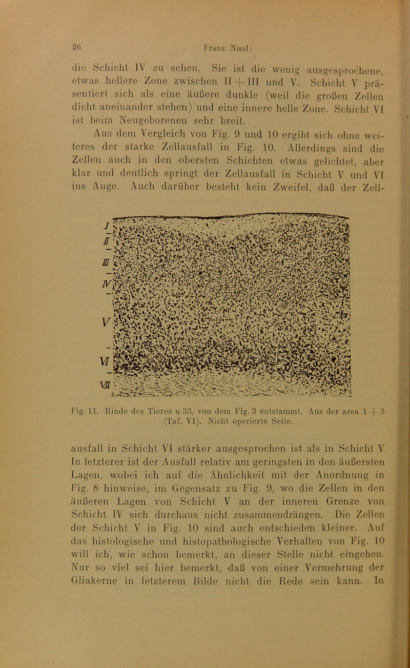 die Scliic.lil IV 7A\ sollen. Sie isL die wenig ;uisgesi)rocjieiie, etwas hellere Zone zwischen II-|-III und V. Schiclit V prä- sentiert sich als eine äußere dunkle (weil die großen Zellen dicht aneinander stehen) und eine innere helle Zone. Schicht VI ist heim Neugeborenen sehr breit. Aus dem Vergleich von Fig. 9 und 10 ergibt sich ohne wei- teres der starke Zellausfall in Fig. 10. Allerdings sind die Zellen auch in den obersten Schichten etwas gelichtet, aber klar und deutlich springt der Zellausfall in Schicht V und VI ins Auge. Auch darüber besteht kein Zweifel, daß der Zell- Fig. 11. Rinde des Tieres u 33, von dem Fig. 3 entstammt. Aus der area 1 -j- 3 (Taf. VI). Nicht operierte Seite. ausfall in Schicht VI stärker ausgesprochen ist als in Schicht V In letzterer ist der Ausfall relativ am geringsten in den äußersten Lagen, wobei ich auf die Ähnlichkeit mit der Anordnung in Fig. 8 hinweise, im Gegensatz zu Fig. 9, wo die Zellen in den äußeren Lagen von Schicht V an der inneren Grenze von Schicht IV sich durchaus nicht zusammeiidrängen. Die Zellen der Schicht V in Fig. 10 sind auch entschieden kleiner. Auf das histologische und histopathologische Verhalten von Fig. 10 will ich, wie schon bemerkt, an dieser Stelle niebt eingehen. Nur so viel sei hier bemerkt, daß von einer Vermehrung der Gliakerne in letzterem Bilde nicht die Rede sein kann. In