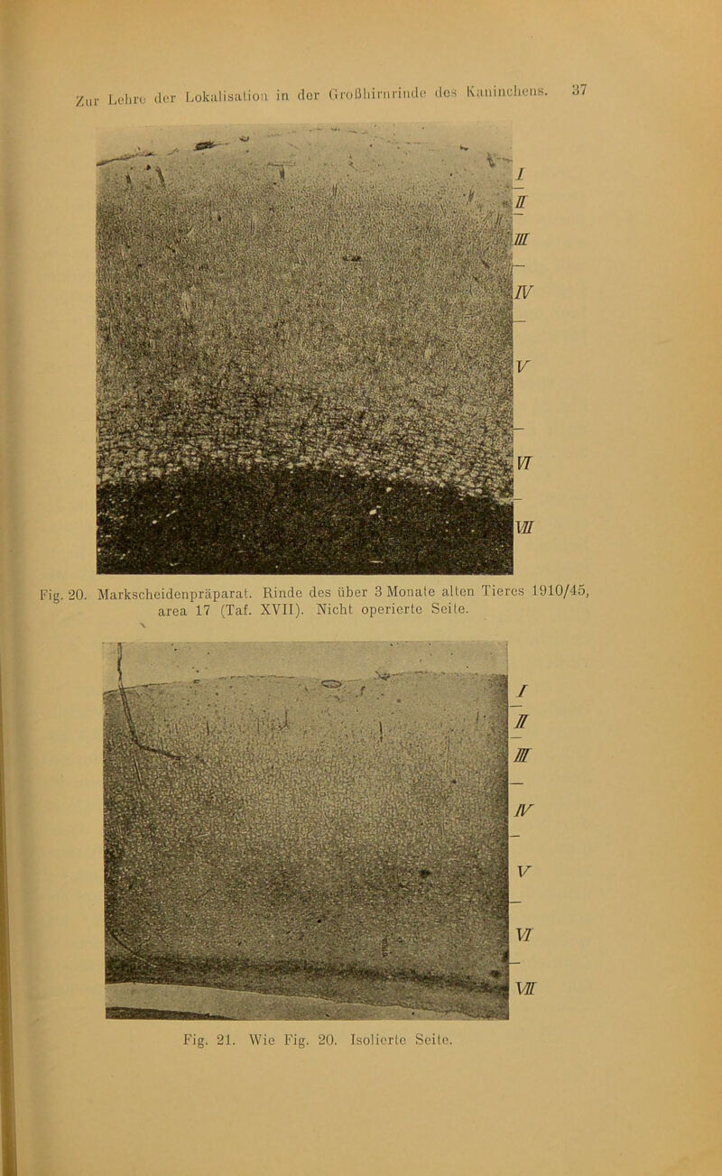 Zur Ja'Iu'o der Lokalisation in Fig. 20. Markscheidenpräparat. Rinde des über 3 Monate alten Tieres 1910/45, area 17 (Taf. XVII). Nicht operierte Seite.