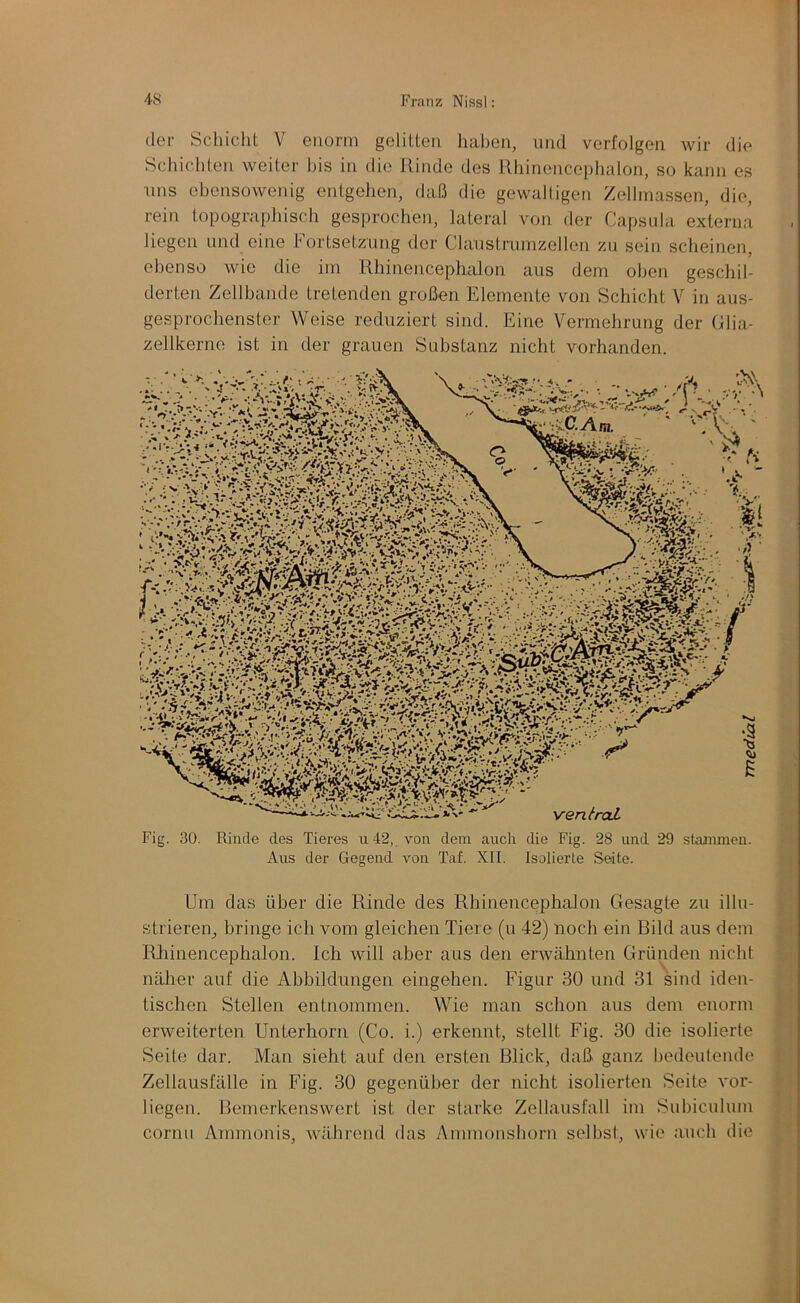 (1er Schicht V enorm gelitten haben, und verfolgen wir die Schichten weiter bis in die Rinde dos Uhinoncephalon, so kann es lins ebensowenig entgehen, daß die gewalligen Zeihnassen, die, rein topographisch gesprochen, lateral von der Capsida externa liegen und eine Fortsetzung der Clanstrumzellen zu sein scheinen, ebenso wie die im Rhinencephalon aus dem oben geschil- derten Zellbande tretenden großen Elemente von Schicht V in aus- gesprochenster Weise reduziert sind. Eine Vermehrung der Clia- zellkerne ist in der grauen Substanz nicht vorhanden. Fig. 30. Rinde des Tieres u 42,, von dem auch die Fig. 28 und 29 stammen. Aus der Gegend von Taf. XII. Isolierte Seite. Um das über die Rinde des Rhinencephalon Gesagte zu illu- strieren^ bringe ich vom gleichen Tiere (u 42) noch ein Bild aus dom RJiinencephalon. Ich will aber aus den erwcähnten Gründen nicht näher auf die Abbildungen eingehen. Figur 30 und 31 sind iden- tischen Stellen entnommen. Wie man schon aus dem enorm erweiterten Unterhorn (Co. i.) erkennt, stellt Fig. 30 die isolierte Seite dar. Man sieht auf den ersten Blick, daß ganz bedeutende Zellausfälle in Fig. 30 gegenüber der nicht isolierten Seite vor- liegen. Bemerkenswert ist der starke Zellausfall im Subiculum cornti Annnonis, während d:is Ammoushorn selbst, wie auch die