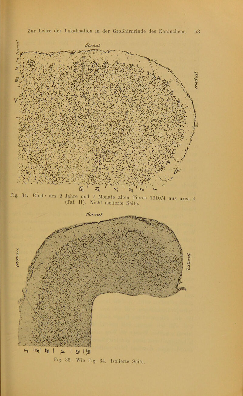 .• J ' • •’ 'li ^ ^ ‘ ' N g. 34. Rinde des 2 Jahre und 7 Monate alten Tieres 1910/4 aus area 4 (Taf. II). Nicht isolierte Seite. ^ =>l| N I l’ig. .3,5. Wie Fig. 31. Isolierte Seite. medial