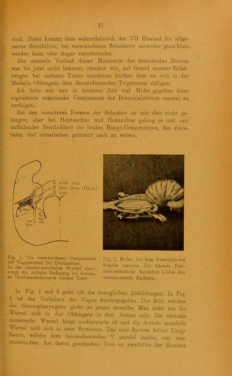 sind. Dabei komrat dass wahrscheinlich der VII Hautast fiir allge- meine Sensibilitat, bei verschiedenen Selachiern entweder ganz klein werden kann oder Sogar verschwindet. Der centrale Verlauf dieser Hautaeste der branchialen Nerven war bis jetzt nicbt bekannt, obschon wir, auf Grand anserer Erfah- rungen bei anderen Tieren annehmen durften dass sie sich in der Medulla Oblongata dem descendierenden Trigeminus zufugen, Ich babe mir nun in letzterer Zeit viel Mtihe gegeben diese sogenannte somatische Componente der Branchialnerven central zu verfolgen. Bei den recenteren Formen der Selachier ist mir dies nicbt ge- lungen, aber bei Heptancbus und Hexancbus gelang es mir, mit auffallender Deutlicbkeit die beiden Haupt-Oomponenten, den visce- raleo und somatiscben getrennt nacb zu weisen. Fig. 1. Die verschiedenen Componente der Vaguswurzel bei Heptancbus. In der viscero-sensibelen Wurzel iiher- wiegt die ortliche Endigung bei diesem, an Geschmacksknospen reichen Tiere. Pig. 2. Boden des 4ten Ventrikels bei Selache maxima. Die laterale Perl- schnurahnliche Knotchen bilden den viscero-sensib. Endkern. In Fig. 1 and 3 gebe icb die bezuglicben Abbildungen. In Fig. 1 ist das Verbalten des Vagus wiedergegeben. Das Bild welcbes der Glossopbaryngeus giebt ist genau dasselbe. Man siebt wie die Wurzel sicb in der Oblongata in drei Aesten teilt. Die ventrale motoriscbe Wurzel biegt medialwarts ab und die dorsale sensibele Wurzel teilt sicb in zwei Systemen. Das eine System bildet Langs fasern, welcbe dem descendierenden V paralel laufen, nur vom motoriscben Ast davon gescbieden. Dies ist zweifellos der Hautast