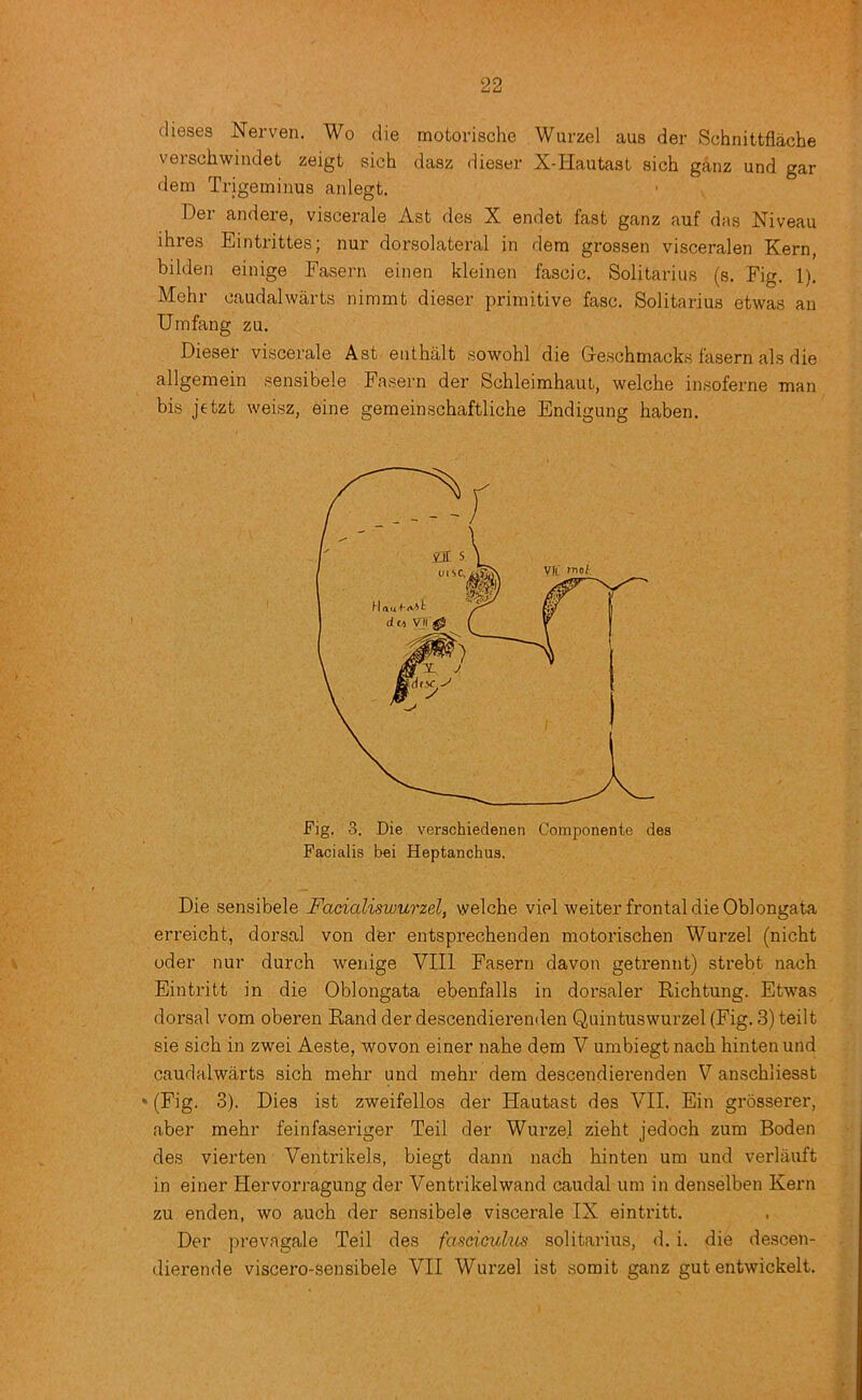 dieses Nerven. Wo die motorische Wurzel aus der Schnittflache verschwindet zeigt sich dasz dieser X-Hautast sich ganz und gar dem Trigeminus anlegt. Der andere, viscerale Asfc des X endet fast ganz auf das Niveau ihres Eintrittes; nur dorsolateral in dera grossen visceralen Kern, bilden einige Fasern einen kleinen fascic. Solitarius (s. Fig. 1). Mehr oaudalwarts nimmt dieser primitive fasc. Solitarius etwas an Umfang zu. Dieser viscerale Ast enthalt sowohl die G-eschmacks fasern als die allgemein sensibele Fasern der Schleimhaut, welche insoferne man bis jetzt weisz, eine gemeinschaftliche Endigung haben. Fig. 3. Die verschiedenen Componente des Facialis bei Heptanchus. Die sensibele Facialiswurzel, welche viol weiter frontal die Oblongata erreicht, dorsal von der entsprechenden motorischen Wurzel (nicht oder nur durch wenige VIII Fasern davon getrennt) strebt nach Eintritt in die Oblongata ebenfalls in dorsaler Richtung. Etwas dorsal vom oberen Rand der descendierenden Quintuswurzel (Fig. 3) teilt sie sich in zwei Aeste, woven einer nahe dem V umbiegtnach hintenund caudalwarts sich mehr und mehr dem descendierenden V anschliesst »(Fig. 3). Dies ist zweifellos der Hautast des VII. Ein grossei’er, aber mehr feinfaseriger Teil der Wurzel zieht jedoch zum Boden des vierten Ventrikels, biegt dann nach hinten um und verlauft in einer Hervorragung der Ventrikelwand caudal um in denselben Kern zu enden, wo auch der sensibele viscerale IX eintritt. Der prevagale Teil des faseicuhis solitarius, d. i. die descen- dierende viscero-sensibele VII Wurzel ist somit ganz gut entwickelt.