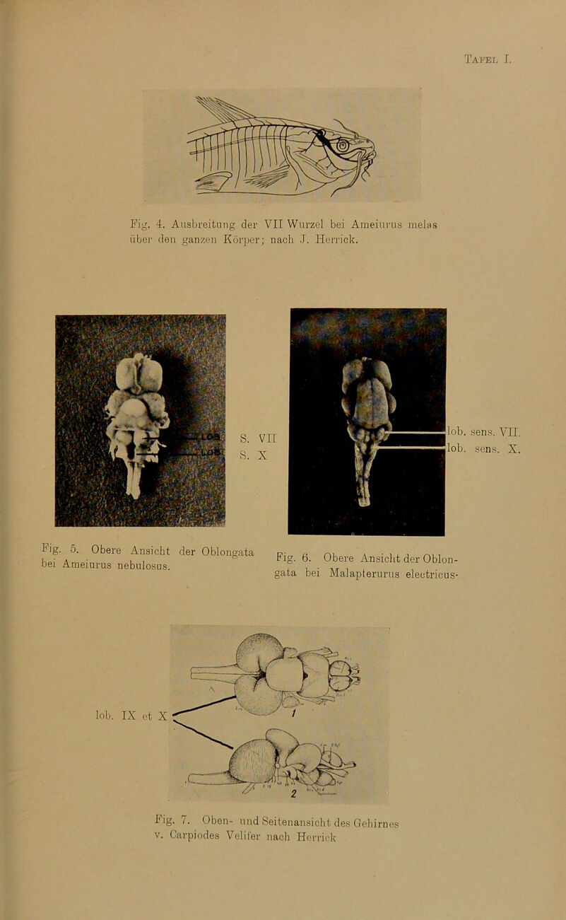 Takei. J. Fig. 4. Ausbreitnng der VII Wurzel bei Ameiiinis nielas iiber den ganzen Kdi'per; nach .1. Herrick. S. VII S. X '. .sens. VII. '. sen.s. X. Fig. 5. Obere Ansicht der Oblongata bei Ameiurus nebiilosus. Fig. 6. Obere Ansiclit der Oblon- gata bei Malapterurug electricus- Fig. /. Oben- nnd iSeitenansiclit des Geliirnes V. Carpiodes Veliler nach Herriclc