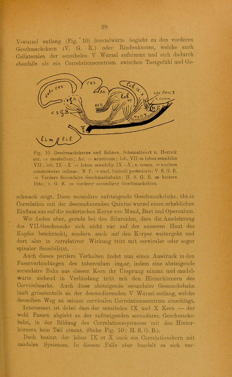 V-wurzel entlang (Fig. * 10) Irontalwarts begiebt zu den vorderen Geschmackpkern (V. Gr. K.) odej' Kindenknoten, welche auch Gollateralen der sensibelen V Wurzel aufniramt und sich dadurch ebenfalls ala ein Correia tionscentrum zwischen Tastgeluhl und Ge- Fig. 10. Geschmackskerne und Bahnen. Schematisiert n. Herrick cer. = cerebellum; Ac. — acusticum; lob. VII = lobus sensibilis VII; lob. IX—X =: lobus sensibilis IX—X ; n. comm. = nucleus commissurae infimae; N P. = nucl. funiculi posterioris; V. S. G. B. = Vordere Secundaire Geschmacksbahn; H. S. G. B. = hintere Dito; V. G. K. = vorderer secundarer Geschmackskern. schmack zeigt. Diese .secundare aufsteigende Geschmacksbahn, ubt-in Correlation mit der descendierenden Quintus wurzel einen erheblichen Einflusz aus auf die motorischen Kerne von Mund, Bart und Operculum. Wir finden aber, gerade bei den Siluroiden, dass die Ausdehnung des VII-Geschmacks sich nicht nur auf der ausseren Haut des Kopfes beschrankt, sondern auch auf den Korper weitergeht und dort also in correlativer Wirkung tritt mit cervicaler oder sogar spinaler Sensibilitat. Auch dieses perifere Verhalten findet nun einen Ausdruck in den Faserverbindungen des tuberculum impar, indem eine absteigende secundaire Bahn aus diesera Kern ihr Ursprung nimint und caudal- warts ziehend in Verbindung tritt mit den Hinterhornern des Cervicalmarks. Auch diese absteigende secundaire Gesmacksbahn lauft grosstenteils an der descendierenden V Wurzel entlang, welche denselben Weg zu seinem cervicalen Correlationszentrum einschlagt. Interessant ist dabei dass der sensibelen IX und X Kern — der wohl Fasern abgiebt an der aufsteigenden secundaren Geschmacks- bahn, in der Bildung des Correlationssystemes mit den Hinter- hornern kein Teil nimmt. (Siehe Fig. 10: H. S. G. B.). Doch besitzt dei' lobus IX et X auch ein Correiationskern mit caudalen Systemon. In dieseni Fade aber handelt es sich ver-