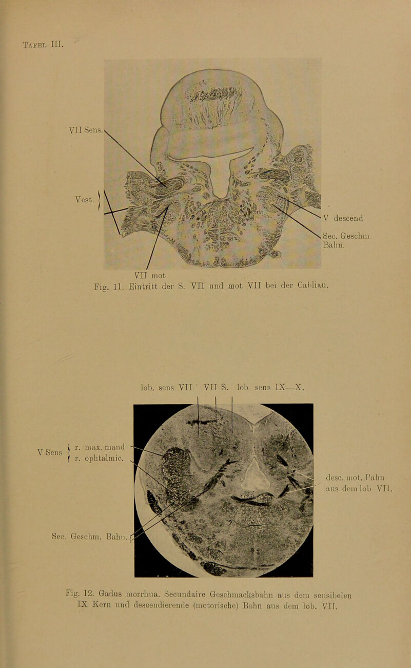 Tafel til VJI Sens. VII mot Fig. 11. Eintritt der S. VII nnd mot VII bei der Calliau. Vest. V descend Sec. Gescbm Balm. Pig. 12. Gadiis morrluia. Secnndaire Goschiuacksbalm aus dem sensibelen rX Kern und descendiercnde (motorische) Balm ans dem lob. VI1.