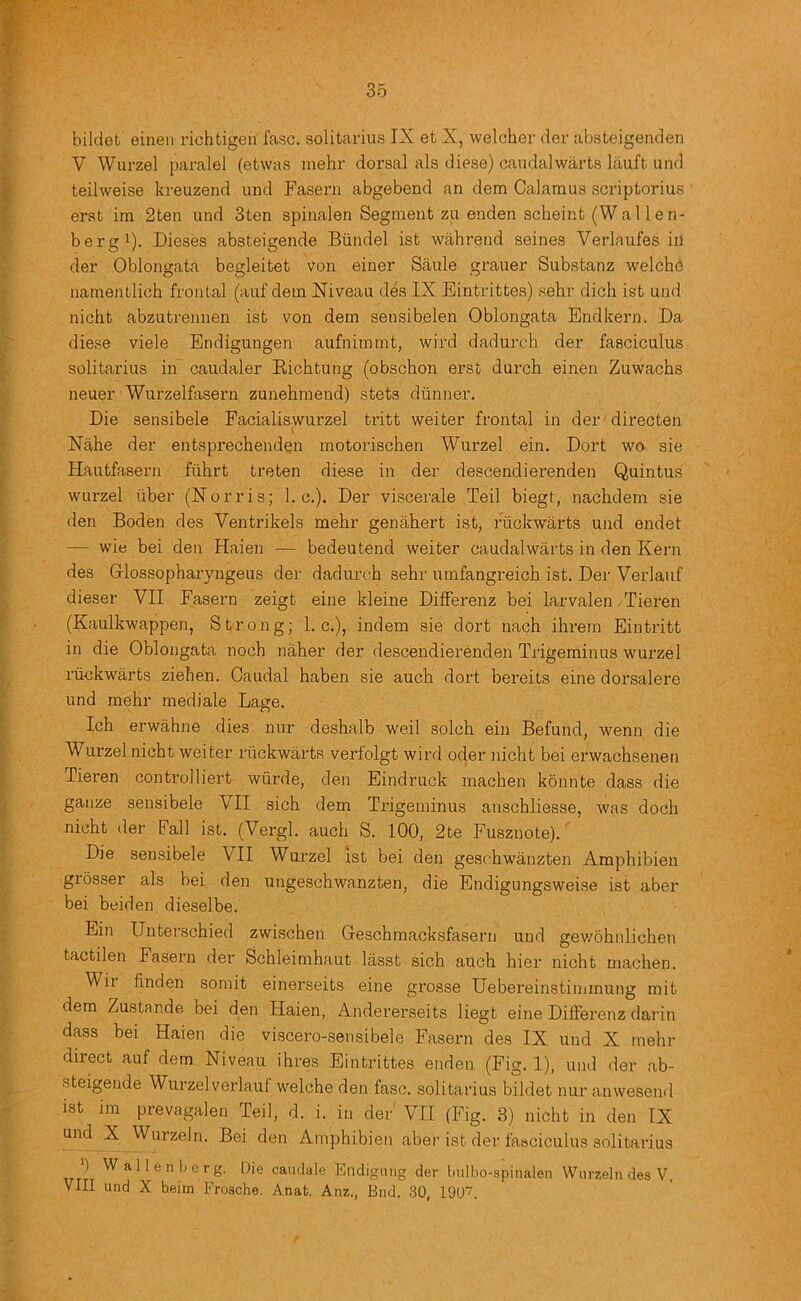 hildet einen richtigen fasc. solitarius IX et X, welcher der absteigenden V Wurzel paralel (etwas mehr dorsal als diese) candalwarts liLuft und teihveise kreuzend und Fasern abgebend an dem Calamus scriptorius erst im 2ten und 3ten spinalen Segment zu enden scheint (Wallen- bergi). Dieses absteigende Btindel ist wahrend seines Verlaufes in der Oblono:ata besleitet von einer Saule grauer Substanz welche namentlich frontal (auf dem Niveau des IX Eintrittes) sehr dich ist und nicht abzutrennen ist von dem sensibelen Oblongata Endkern. Da diese viele Endigungen aufnimmt, wird dadurch der fasciculus solitarius in caudaler Eichtung (obschon erst durch einen Zuwachs neuer Wurzelfasern zunehmend) stets dtinner. Die sensibele Facialiswurzel tritt weiter frontal in der directen Nahe der entsprechenden motorischen AVurzel ein. Dort wo sie Hautfasern fiibrt treten diese in der descendierenden Quintus wurzel uber (Norris; 1. c.). Der viscerale Teil biegt, nachdem sie den Boden des Ventrikels mehr genahert ist, riickwarts und endet — wie bei den Haien — bedeutend weiter caudalwarts in den Kern des Glossopharyngeus der dadurch sehr umfangreich ist. Der Verlauf dieser VII Fasern zeigt eine kleine DifFerenz bei larvalen - Tieren (Kaulkwappen, Strong; 1. c.), indem sie dort nach ihrem Eintritt in die Oblongata noch naher der descendierenden Trigeminus wurzel riickwarts ziehen. Caudal haben sie auch dort bereits eine dorsalere und mehr mediate Lage. Ich erwahne dies nur deshalb weil solch ein Befund, wenn die Wurzel nicht weiter riickwarts veriolgt wird oder nicht bei erwachsenen Tieren controlliert wiirde, den Eindruck machen konnte dass die gauze sensibele VII sich dem Trigeminus anschliesse, was doch nicht der Fall ist. (Vergl. auch S. 100, 2te Fusznote). Die sensibele VII Wurzel 1st bei den geschwanzten Amphibien grosser als bei den ungeschwanzten, die Endigungsweise ist aber bei beiden dieselbe. Ein Unterschied zwischen Geschmacksfasern und gev/6hiilichen tactile!! Fasern der Schleimhaut lasst sich auch hier nicht machen. Wii finden somit einerseits eine grosse Uebereinstimmung mit dem Zustande bei den Haien, Andererseits liegt eine Differenz darin dass bei Haien die viscero-sensibele Fasern des IX und X mehr direct auf dem Niveau ihres Eintrittes enden (Fig. 1), und der ab- steigende Wurzelverlaul welche den fasc. solitarius bildet nur anwesend ist im prevagalen Teil, d. i. in der VII (Fig. 3) nicht in den IX und X Wurzeln. Bei den Amphibien aber ist der fasciculus solitarius *) Wallenberg. Die caudale Endiguiig der bulbo-spinalen Wnrzeln des V, VIII und X beiin Frosche. Anat. Anz., End. 30, 190“.