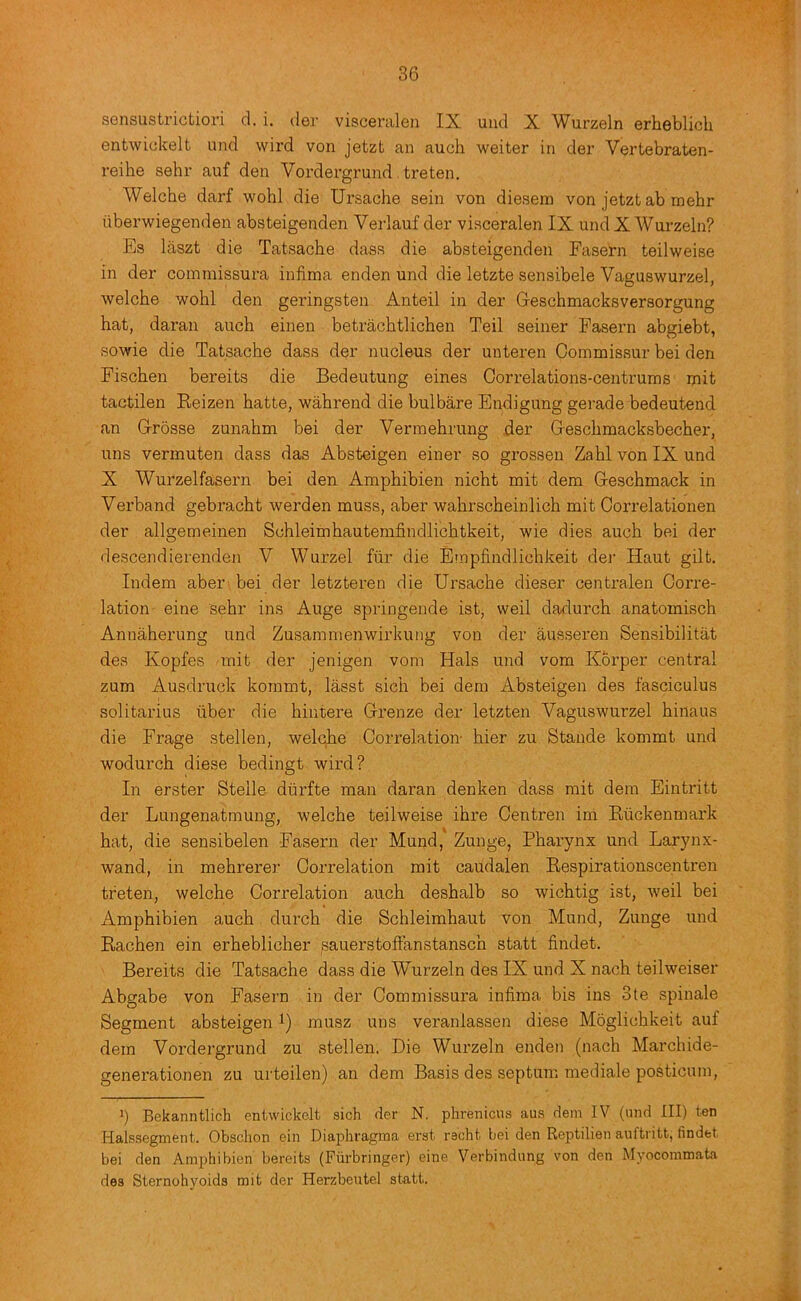 sensustrictioi’i cl. i. der visceralen IX uiid X Wurzeln erheblicli entwickelt und wird von jetzt an auch weiter in der Vertebraten- reihe sehr auf den Vordergrund treten. Welche darf wohl die Ursache sein von diesem von jetzt ab mehr iiberwiegenden absteigenden Verlauf der visceralen IX und X Wurzeln? Es laszt die Tatsache dass die absteigenden Fasern teilweise in der commissura infima enden und die letzte sensibele Vaguswurzel, welche wohl den geringsten Anted in der Geschmacksversorgung hat, daran auch einen betrachtlichen Teil seiner Fasern abgiebt, sowie die Tatsache dass der nucleus der unteren Commissur bei den Fischen bereits die Bedeutung eines Correlations-centrums mit tactilen Reizen hatte, wahrend die bulbare Endigung gerade bedeutend an Grosse zunahm bei der Verinehrung der Geschmacksbecher, uns verinuten dass das Absteigen einer so grossen Zahl von IX und X Wurzelfasern bei den Amphibien nicht mit dem Geschmack in Verband gebracht werden muss, aber wahrscheinlich mit Correlationen der allgemeinen Schleimhautemfindlichtkeit, wie dies auch bei der descendierenden V Wurzel fur die Empfindlichkeit dej’ Haut gilt. Indem aber bei der letzteren die Ursache dieser centralen Corre- lation eine sehr ins Auge springende ist, weil dadurch anatomisch Annaherung und Zusammenwirkung von der ausseren Sensibilitat des Kopfes mit der jenigen vom Hals und vom Korper central zum Ausdruck koinmt, lasst sich bei dem Absteigen des fasciculus solitarius liber die hintere Grenze der letzten Vaguswurzel hinaus die Frage stellen, welche Correlation- hier zu Stande kommt und wodurch diese bedingt wird? In erster Steile diirfte man daran denken dass mit dem Eintritt der Lungenatmung, welche teilweise ihre Centren ini Rlickenmark hat, die sensibelen Fasern der Mund, Zunge, Pharynx und Larynx- wand, in mehrerer Correlation mit caudalen Respirationscentren treten, welche Correlation auch deshalb so wichtig ist, weil bei Amphibien auch durch die Schleimhaut von Mund, Zunge und Rachen ein erheblicher sauerstofFanstansch statt findet. Bereits die Tatsache dass die Wurzeln des IX und X nach teilweiser Abgabe von Fasei'n in der Commissura infima bis ins 3te spinale Segment absteigen l) musz uns veranlassen diese Moglichkeit auf dem Vordergrund zu stellen. Die Wurzeln enden (nach Marchide- generationen zu urteilen) an dem Basis des septum mediale posticum, ') Bekanntlich entwickelt sich der N. phreniciis aus dem IV (und III) ten Halssegment. Obschon ein Diapliraguia erst recht bei den Reptilien auftritt, findet bei den Amphibien bereits (Fiirbringer) eine Verbindung von den Myocommata des Sternohyoids mit der Herzbeutel statt.