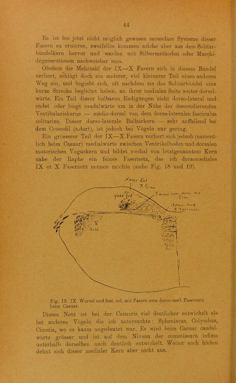 Es ist bis jetzt niclit uiijglich gewosen secundare Systeme dieser Fasern zu eruieren, zweifelloa kommen solche aber aus dein Solitar- biindelkeru hei'vor und weixlen mifc Silbermethoden oder Marchi- degenerationen nachweisbar sein. Ofschon die Mehrzahl der IX—X Fasern sich in diesem Biindel verliert, schlagt dock ein anderer, viel kleinerer Teil einen anderen Weg ein, und begiebt sioh, oft nacbdem sie das Solitarbiindel eine kurze Strecke beglei'tet liaben, an ihrer medialen Seite weiter doi'sal- warts. Ein Teil dieser bulbaren Endigungen ‘zieht dorso-lateral und endet oder biegt caudalwarts um in der Nahe der descendierenden Vestibulariskerne — medio-dorsal van dem dorso-lateralen fasciculus solitarius. Dieser dorso-laterale Bulbarkern — sehr anflfallend bei dem Crocodil (s.dort), ist jedoch bei Vogeln nur gering. Ein grossex'er Teil der IX—X Fasern verliert sich jedoch (naraent- lich beim Casuar) medialwarts zwischen Ventrikelboden und dorsalen motorischen Vaguskern und bildet medial von letztgenanntem Kern nahe der Kaphe ein feines Fasernetz, das ich dorsomediales IX et X Fasernetz nennen mochte (siehe Fig. 18 und 19). Fig. 19. IX Wurzel und fasc. sol. mit Fasern zum dorso-med. Fasernetz beim Casuar. Dieses Netz ist bei der Casuaris viel deutlicher entwickelt als bei anderen Vogeln die ich untersuchte; Spheniscus, Colymbus, Ciconia, wo es kaum angedeutet war. Es wird beim Casuar caudal- warts grosser und ist auf dem Niveau der commissura infima unterhalb derselben noch deutlich entwickelt. Weiter nach hinten dehnt sich dieser medialer Kern aber nicht aus.