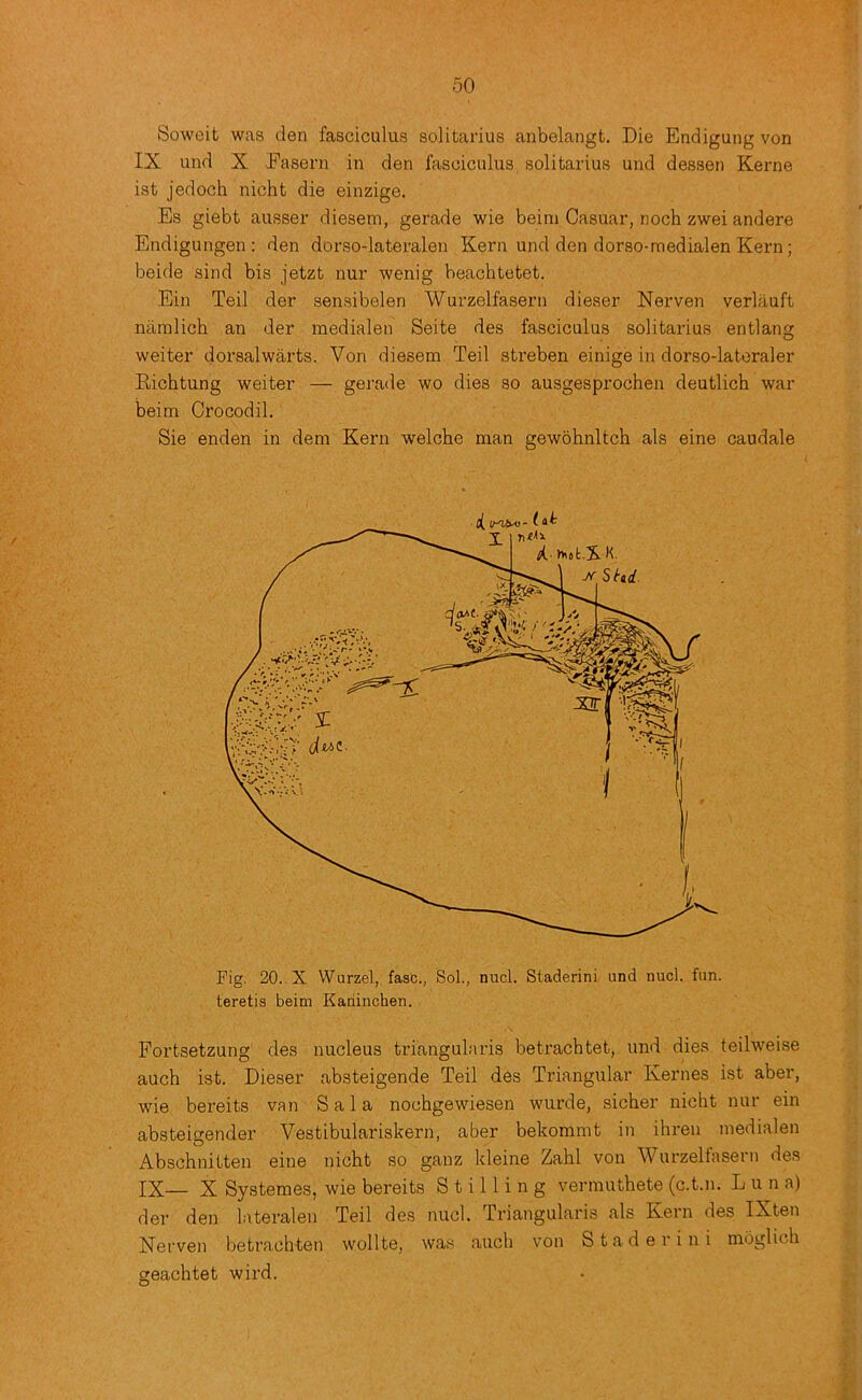 Soweit was den fasciculus solitarius anbelangt. Die Endigung von IX und X Fasern in den fasciculus solitarius und dessen Kerne ist jedoch nicht die einzige. Es giebt ausser diesem, gerade wie beini Casuar, noch zwei andere Endigungen; den dorso-lateralen Kern und den dorso-medialen Kern; beide sind bis jetzt nur wenig beachtetet. Ein Teil der sensibelen Wurzelfasern dieser Nerven verlauft naralich an der medialen Seite des fasciculus solitarius entlang weiter dorsalwarts. Von diesem Teil streben einige in dorso-latoraler Richtung weiter — gerade wo dies so ausgesprochen deutlich war beim Crocodil. Sie enden in dem Kern welche man gewbhnltch als eine caudale Fig. 20.. X Wurzel, fasc., Sol., nucl. Staderini und nucl. fun. teretis beim Katiinchen. Fortsetzung des nucleus triangularis beti’achtet, und dies teilweise auch ist. Dieser absteigende Teil des Triangular Kernes ist aber, wie bereits van Sal a nochgewiesen wurde, sicher nicht nur ein absteigender Vestibulariskern, aber bekommt in ihreu medialen Abschnitten eine nicht so ganz kleine Zahl von Wurzeltasern des IX— X Systemes, wie bereits Stilling vermuthete (c.t.n. L u n a) der den lateralen Teil des nucl. Triangularis als Kern des IXten Nerven betrach-ten wollte, was auch von Staderini moglich geachtet wird.