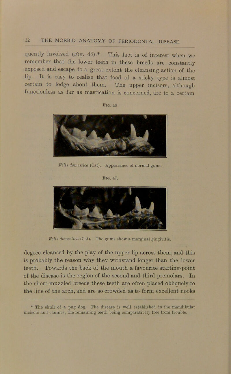 quently involved (Fig. 48).* This fact is of interest when we remember that the lower teeth in these breeds are constantly exposed and escape to a great extent the cleansing action of the lip. It is easy to realise that food of a sticky type is almost certain to lodge about them. The upper incisors, although functionless as far as mastication is concerned, are to a certain Fig. 4G Felis domestica (Cat). Appearance of normal gums. Fig. 47. Felis domestica (Cat). The gums show a marginal gingivitis. degree cleansed by the play of the upper lip across them, and this is probably the reason why they withstand longer than the lower teeth. Towards the back of the mouth a favourite starting-point of the disease is the region of the second and third premolars. In the short-muzzled breeds these teeth are often placed obliquely to the line of the arch, and are so crowded as to form excellent nooks * The skull of a pug dog. The disease is well established in the mandibular incisors and canines, the remaining teeth being comparatively free from trouble.